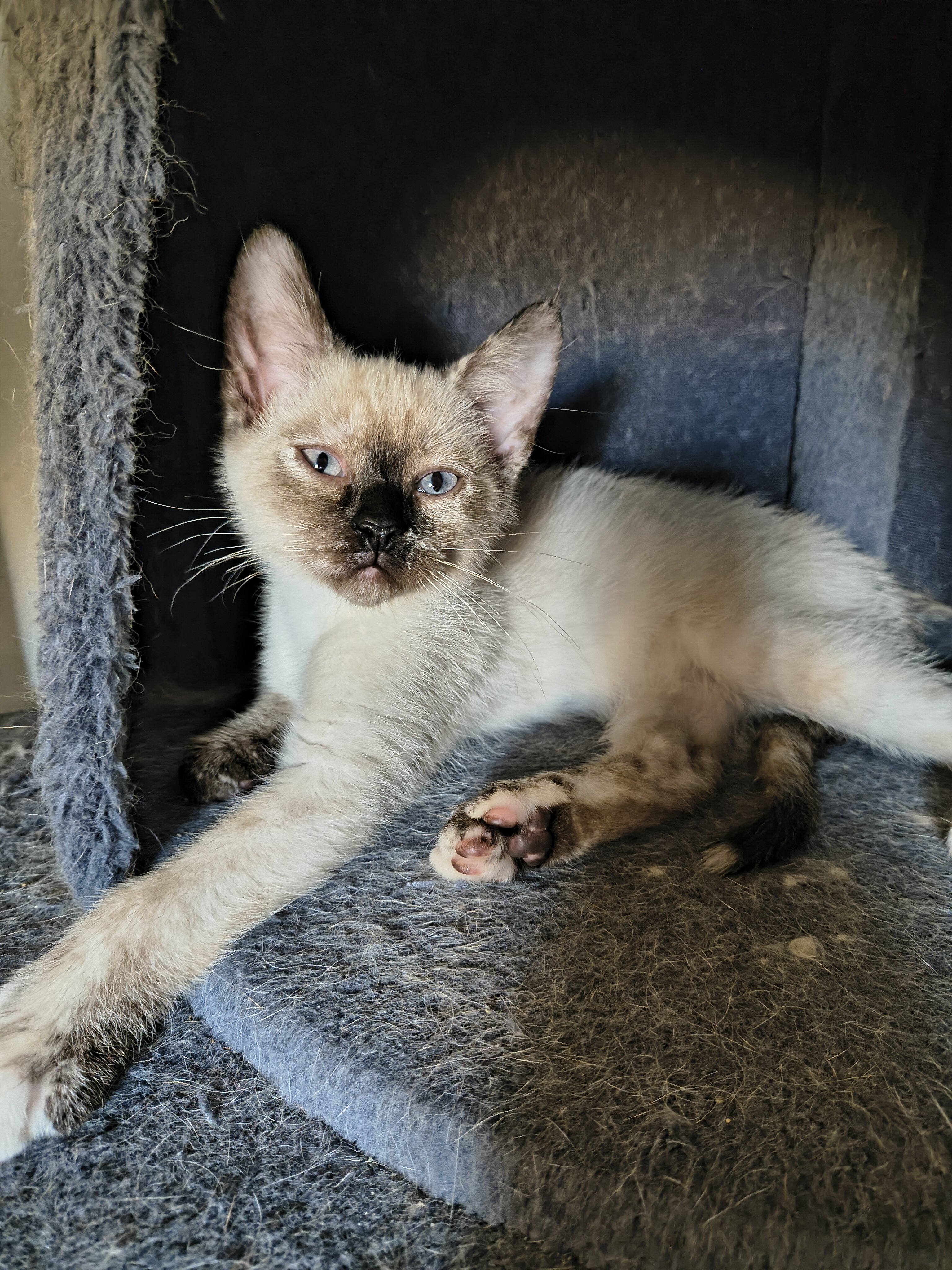 Polydactyl kitten image 2
