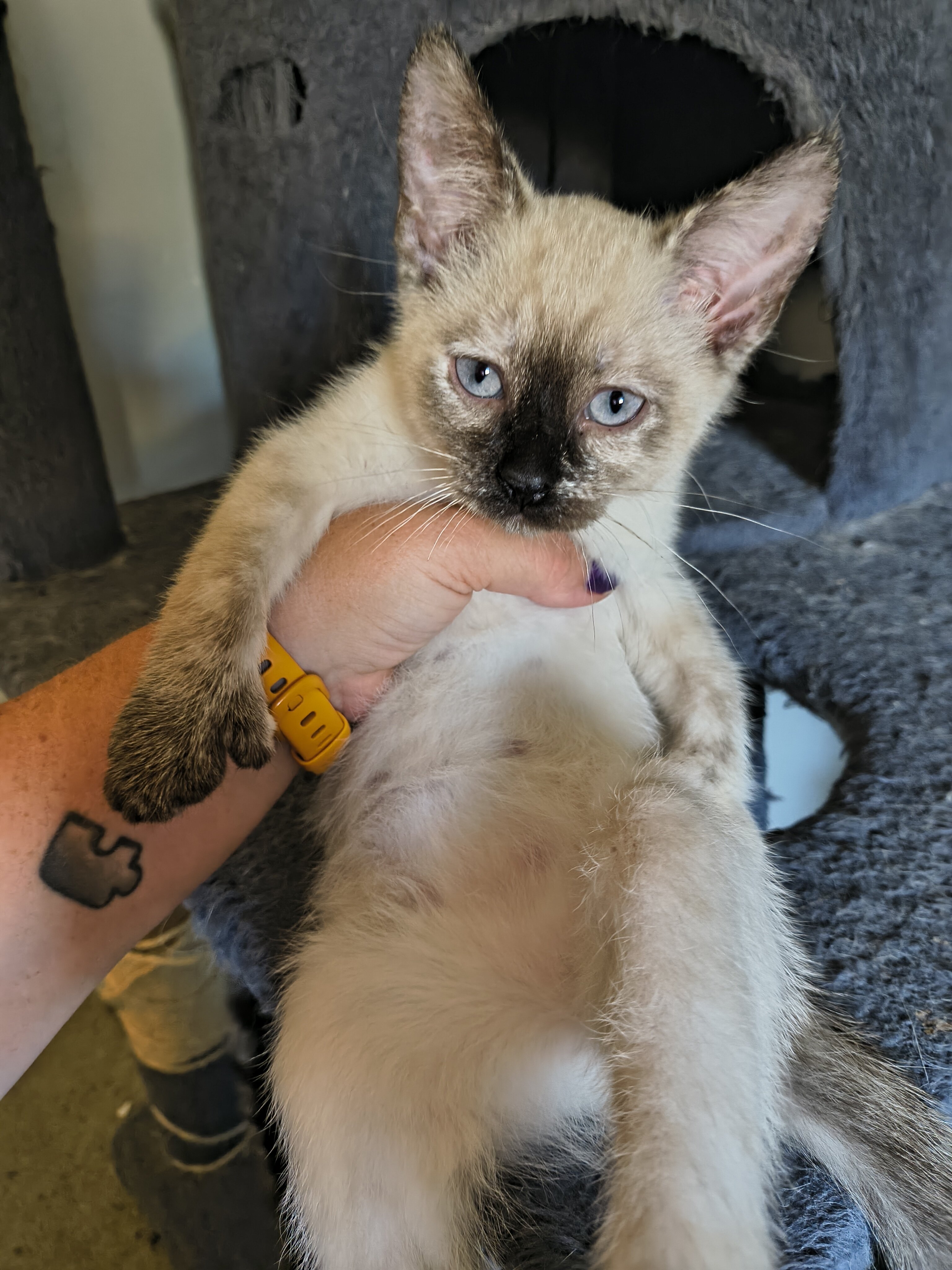 Polydactyl kitten image 3