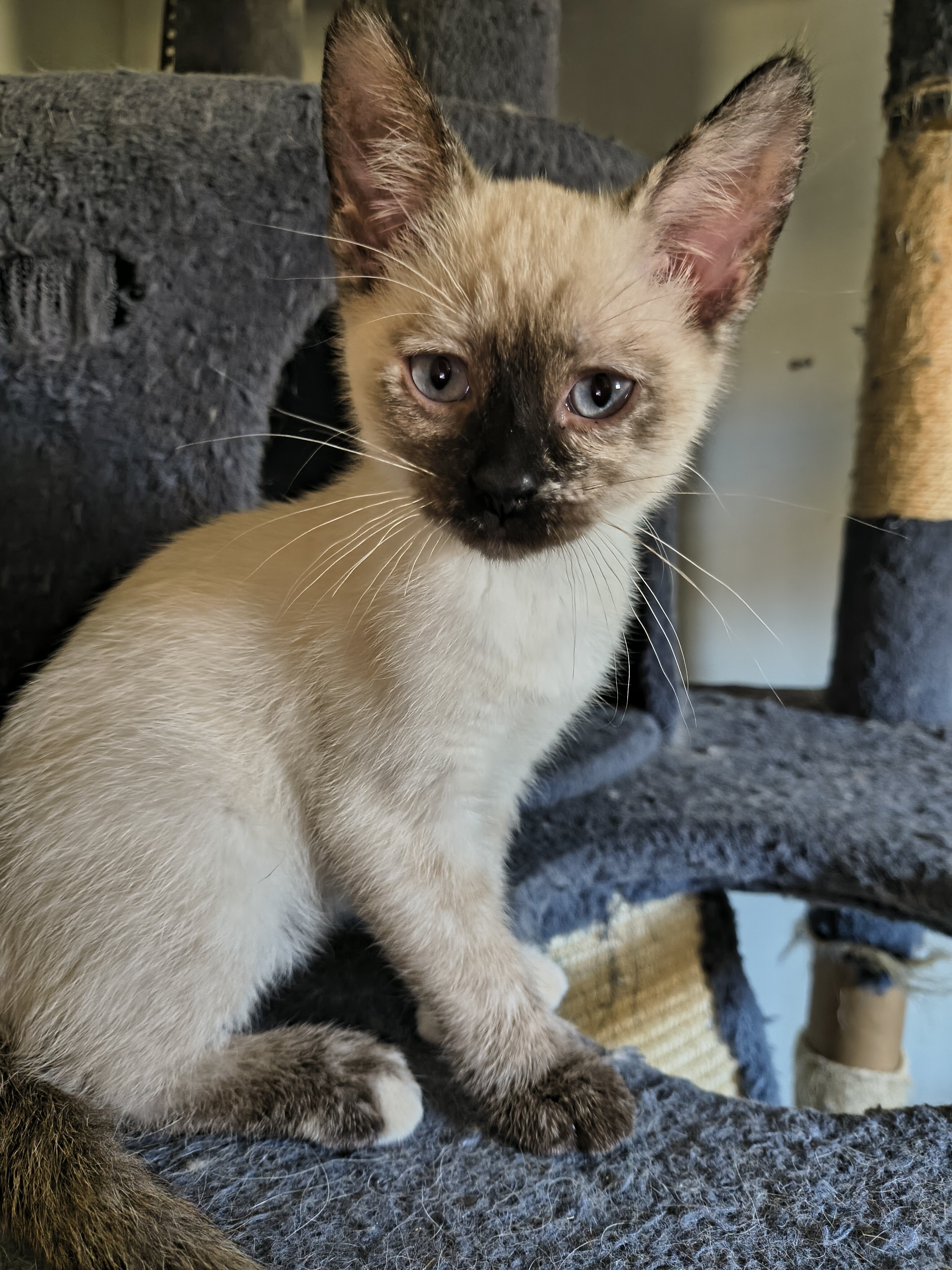 Polydactyl kitten image 1