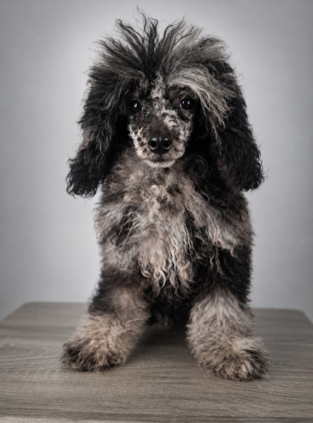 Poodle image 1