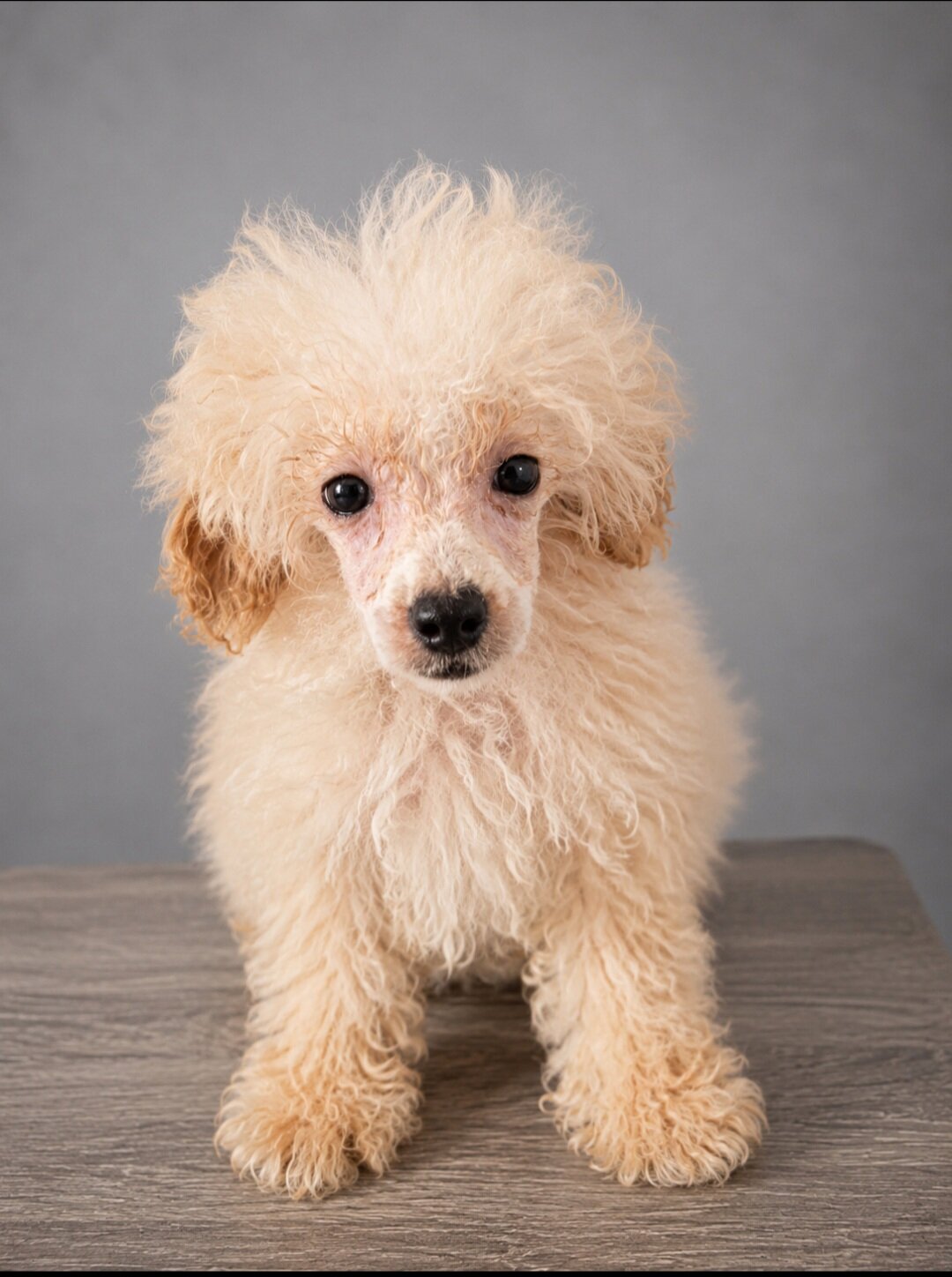 Poodle image 2