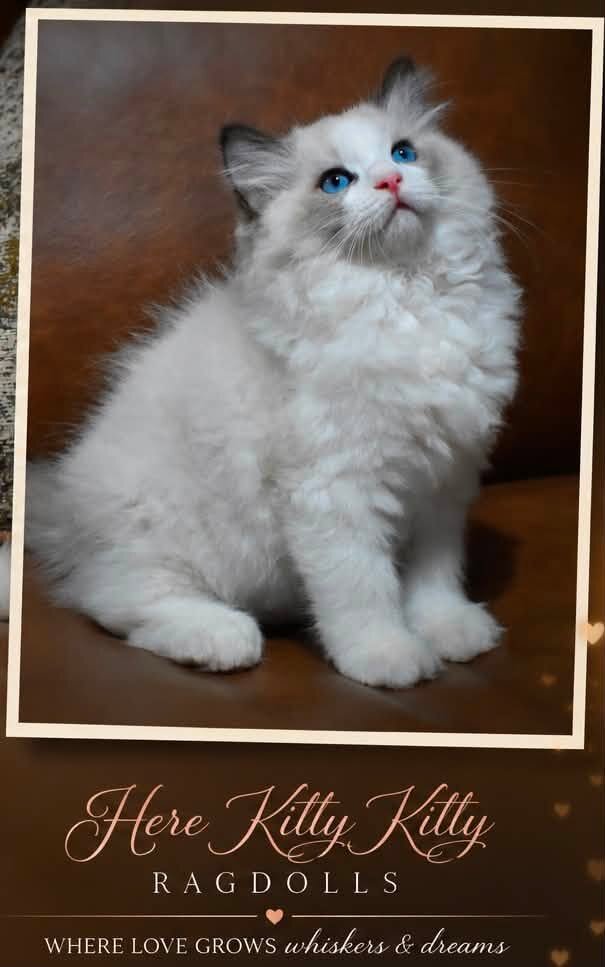Ragdoll Kittens image 1