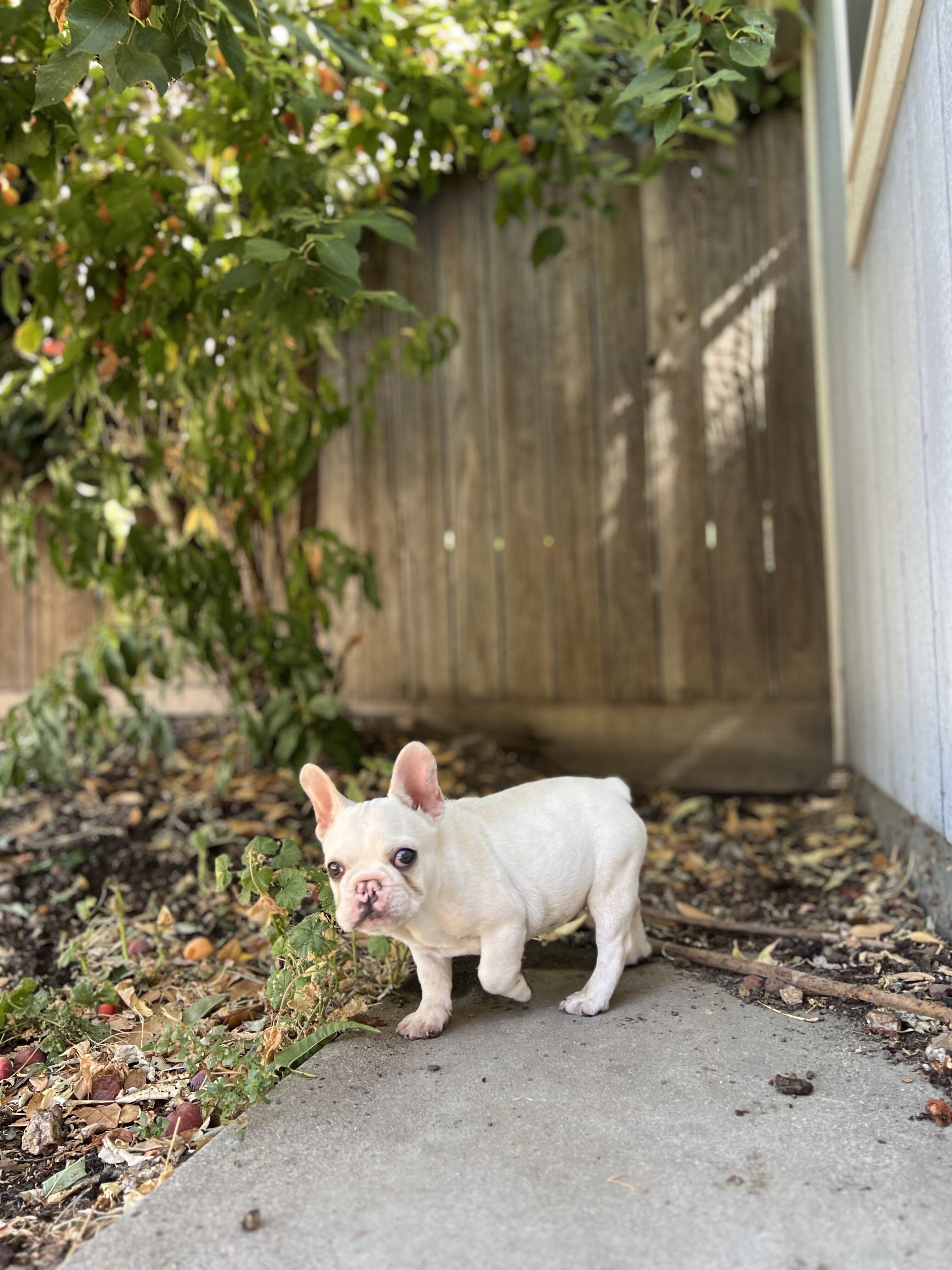 French Bulldog Puppy image 1