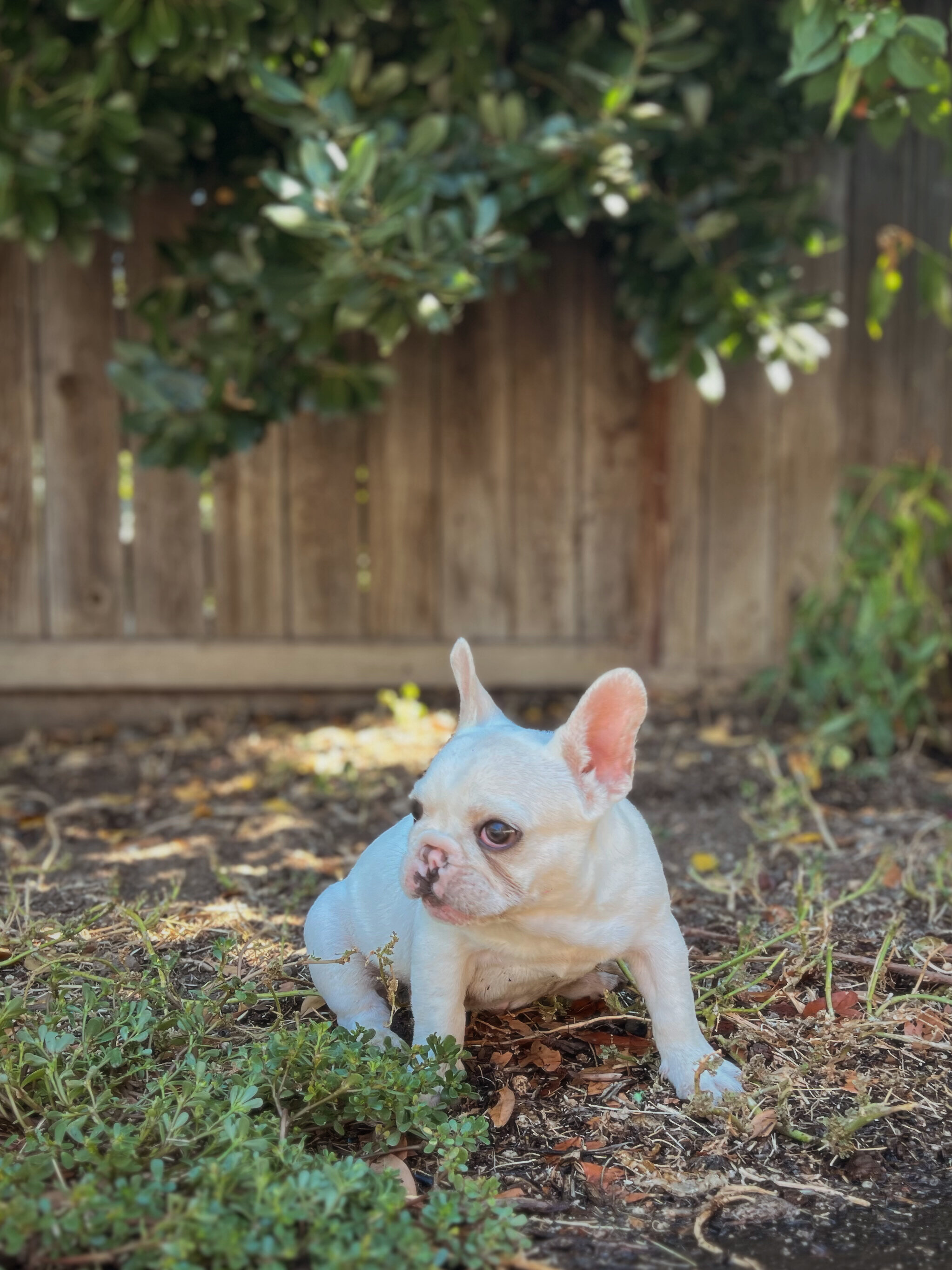 French Bulldog Puppy image 2