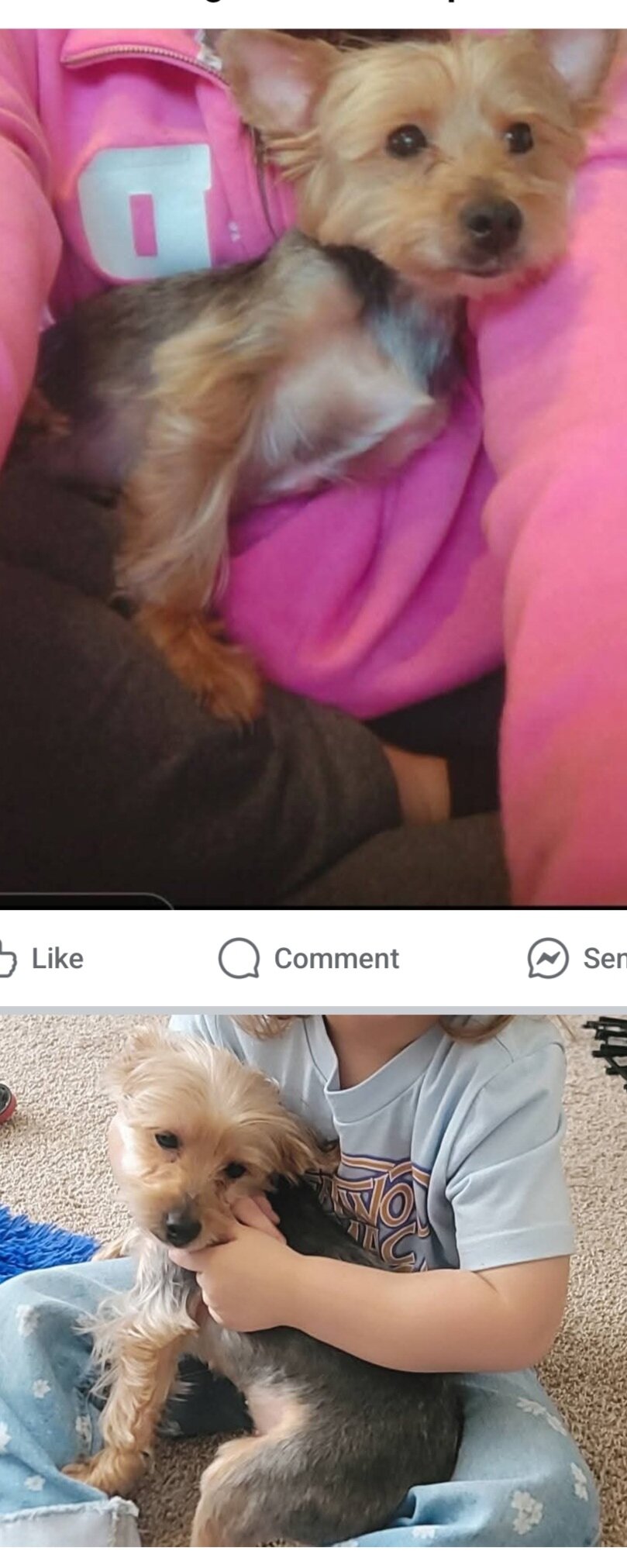 Female Yorkie 3years old image 2