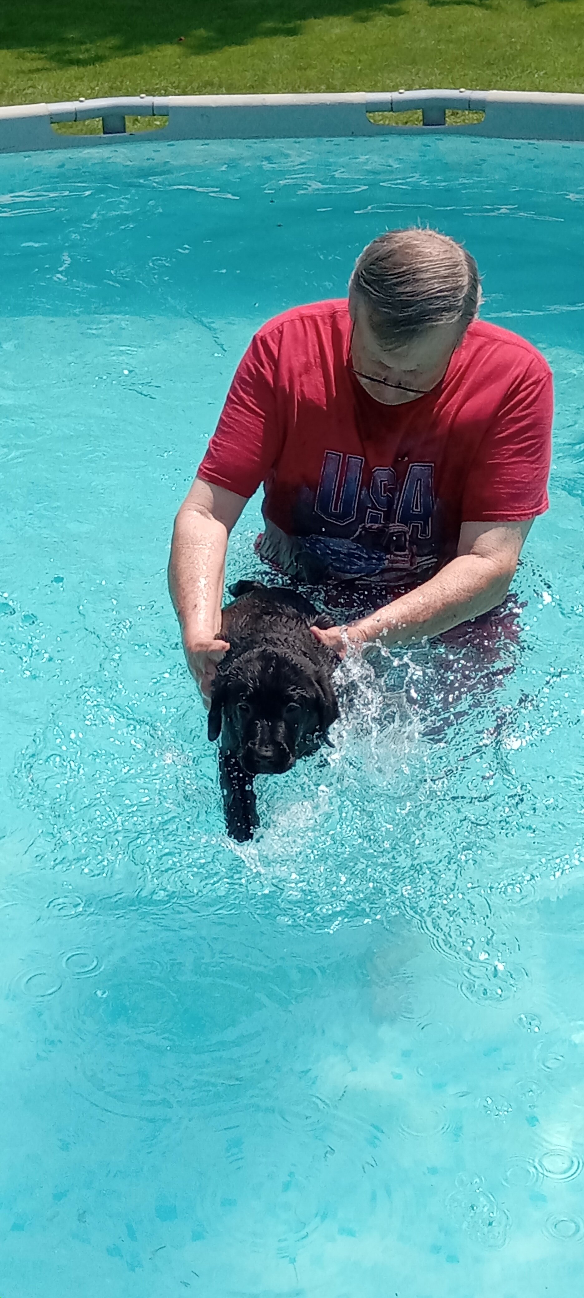 AKC Labrador retrievers image 6