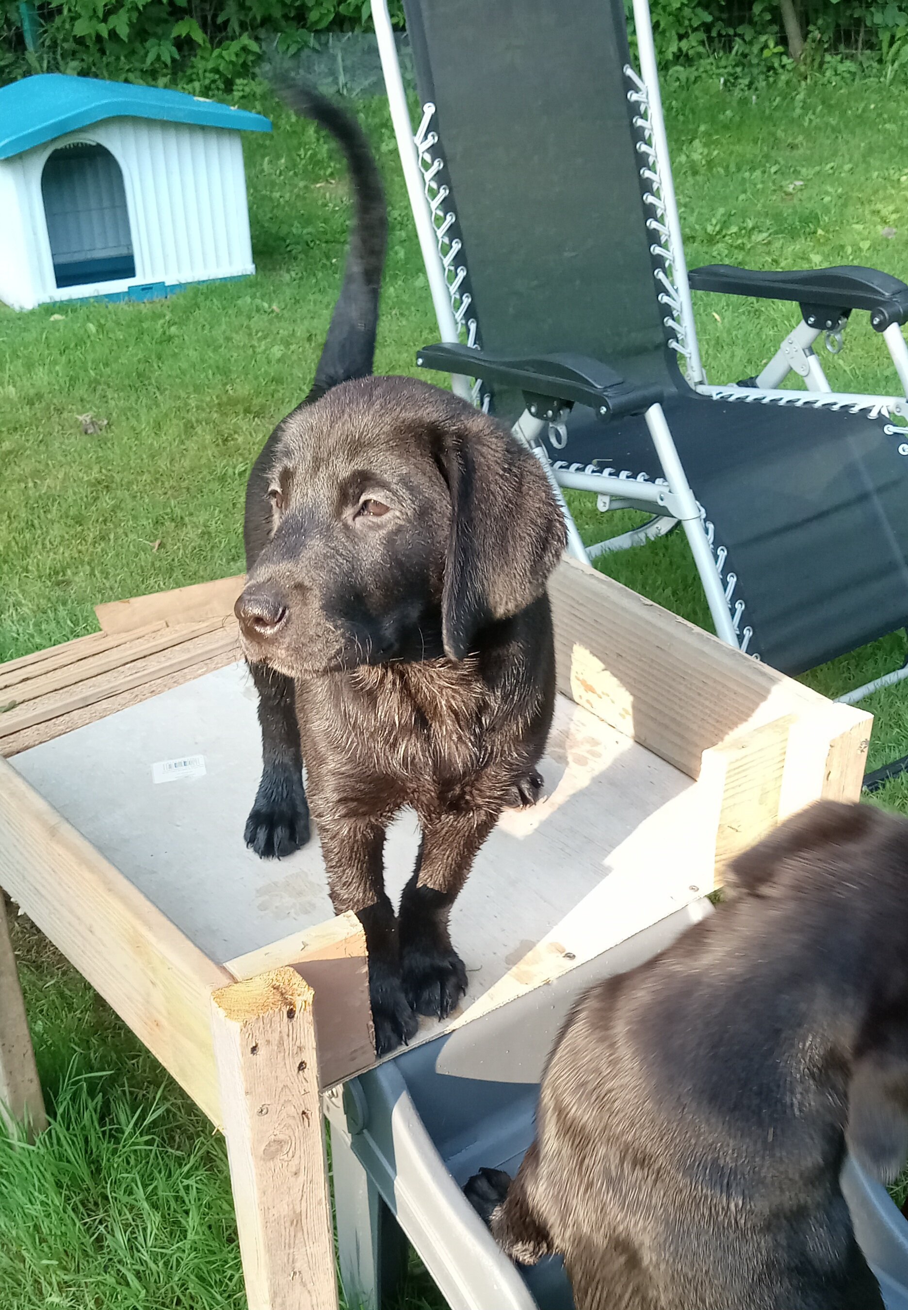 AKC Labrador retrievers image 5