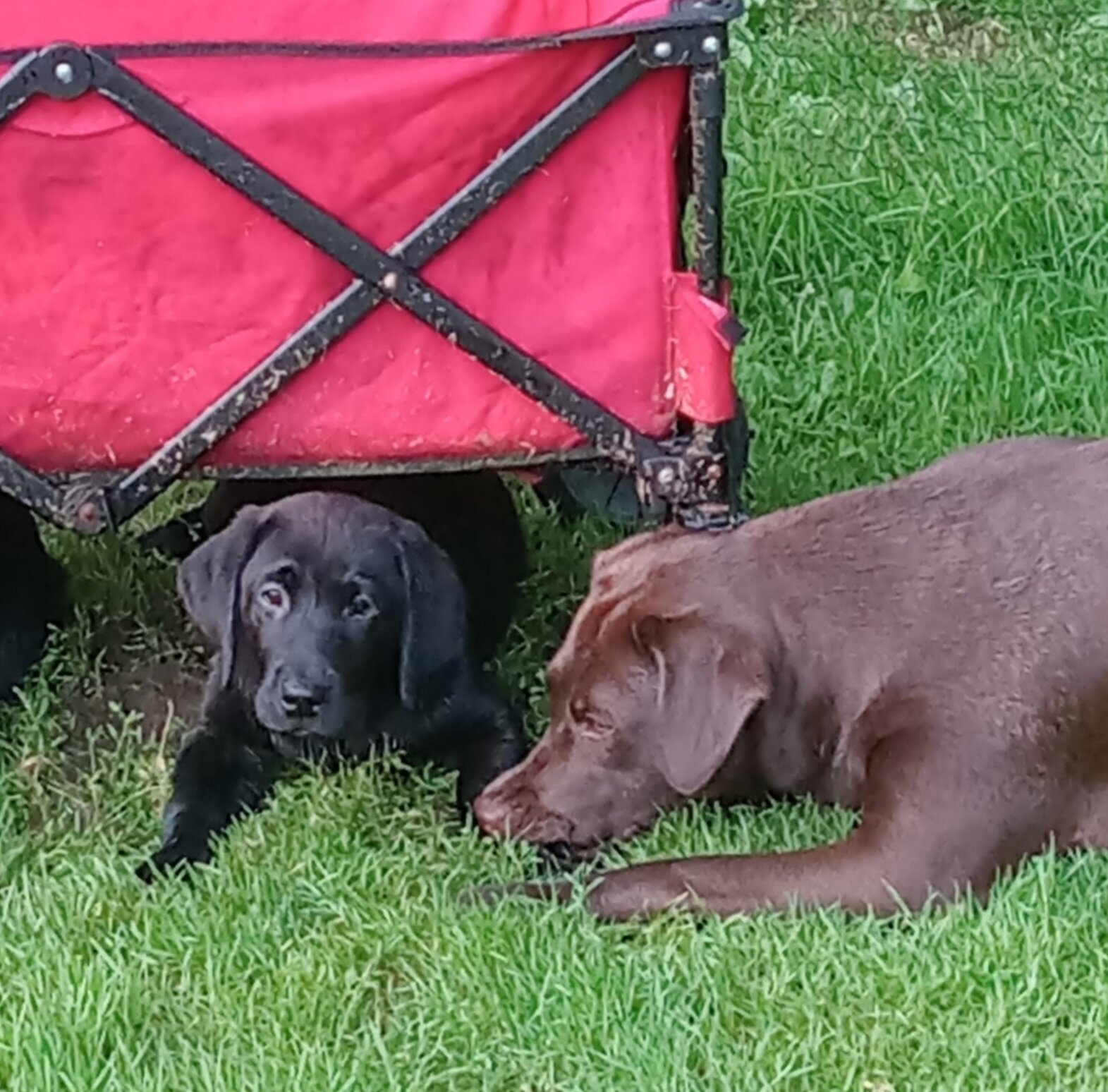 AKC Labrador retrievers image 4