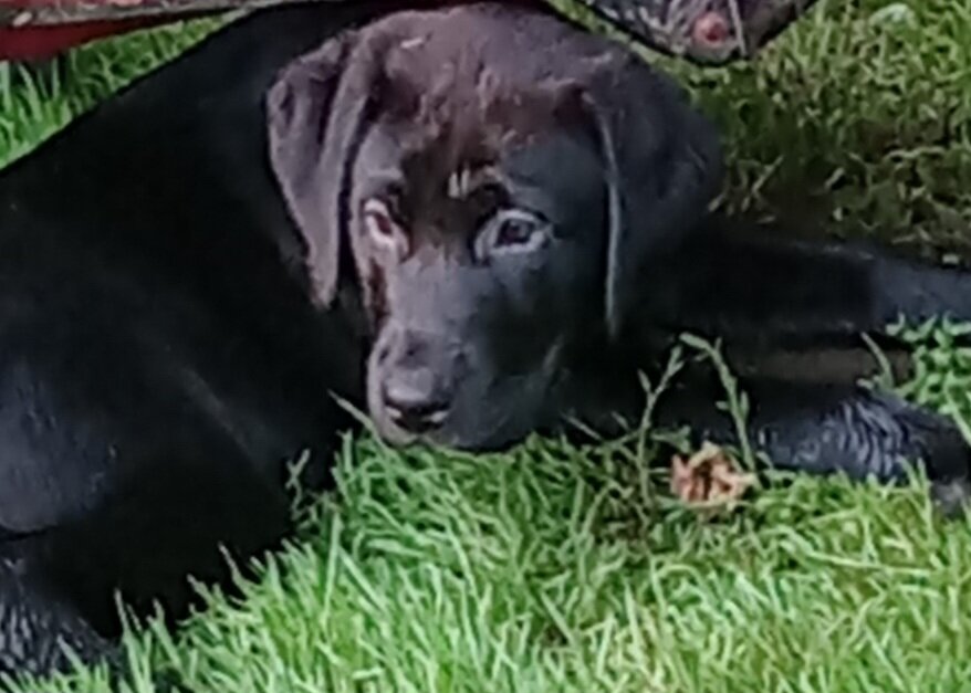 AKC Labrador retrievers image 8
