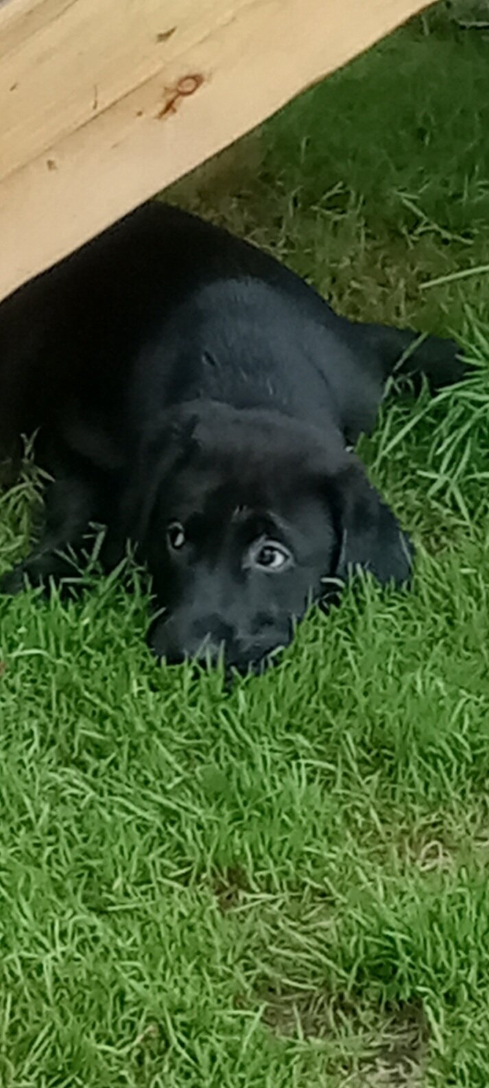AKC Labrador retrievers image 7