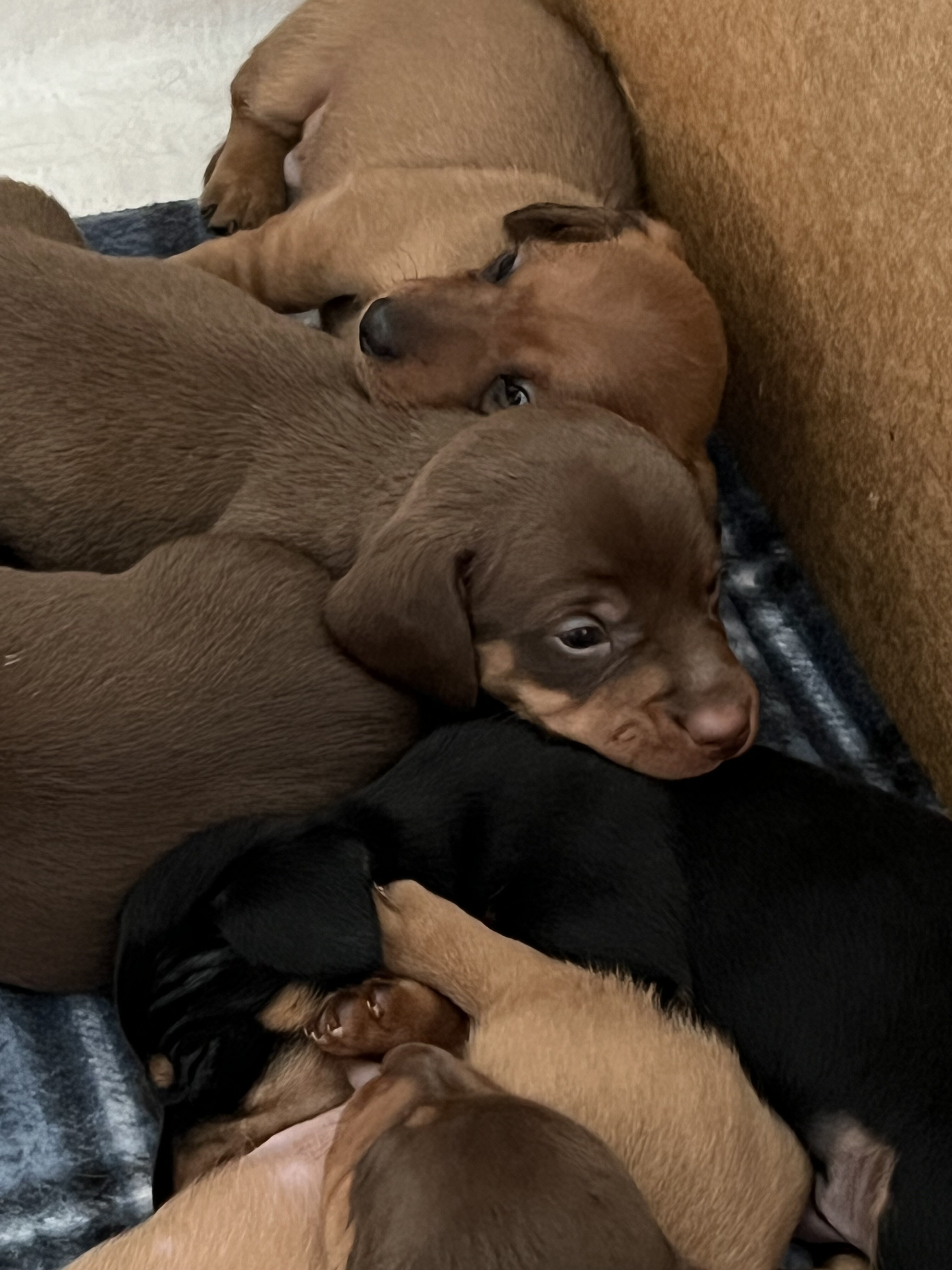 Dachshund Puppies image 1