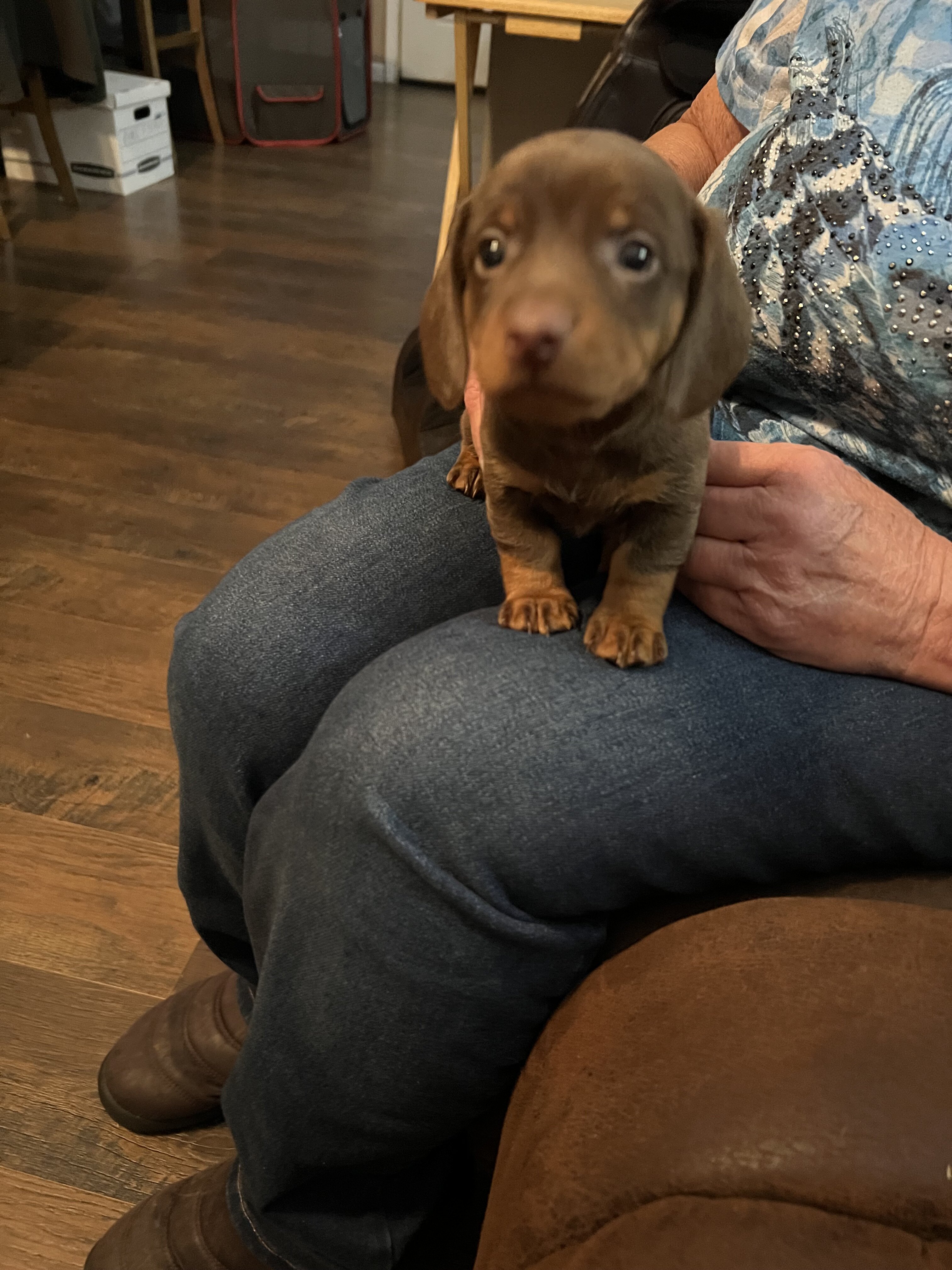 Dachshund Puppies image 10