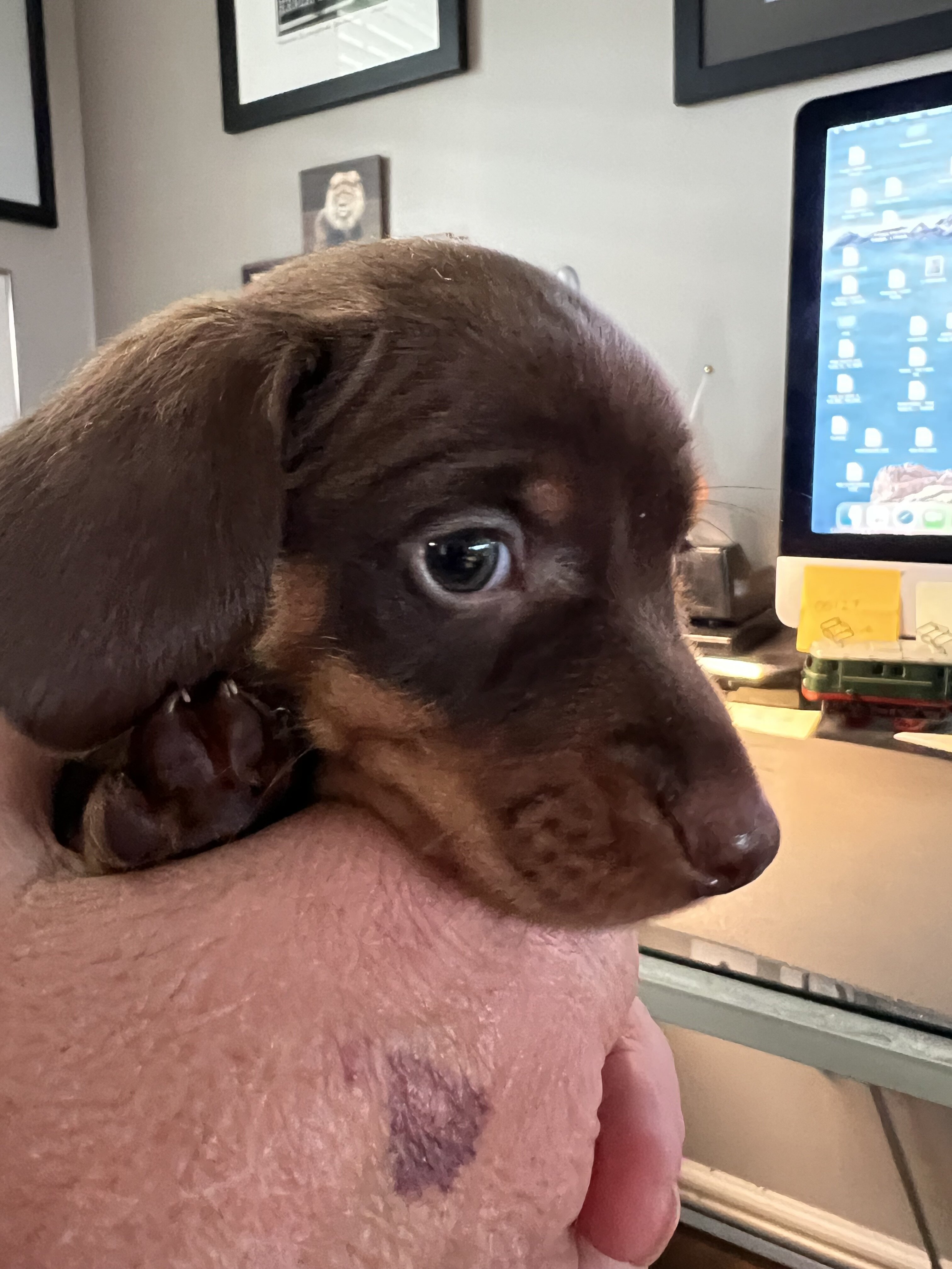 Dachshund Puppies image 8