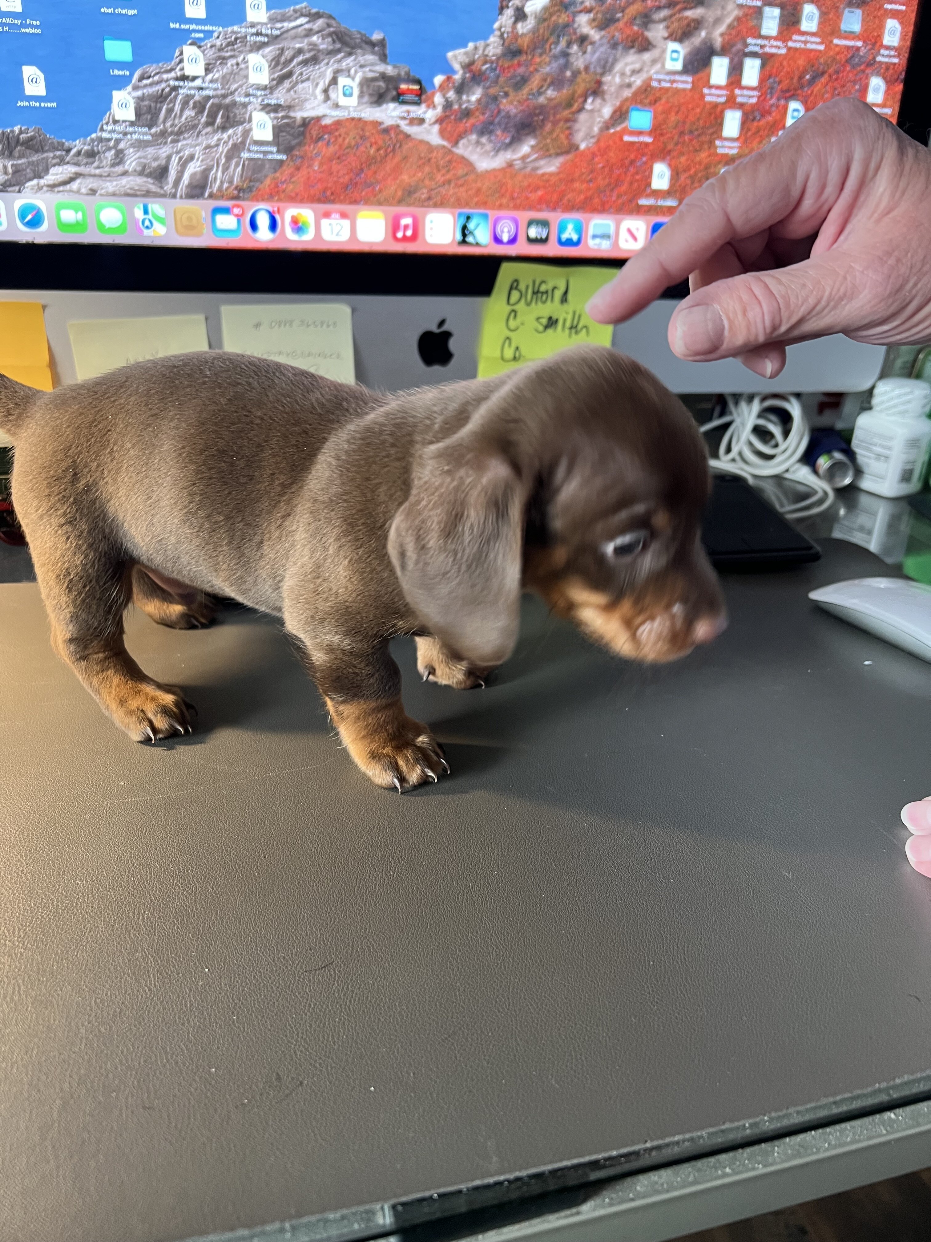 Dachshund Puppies image 9