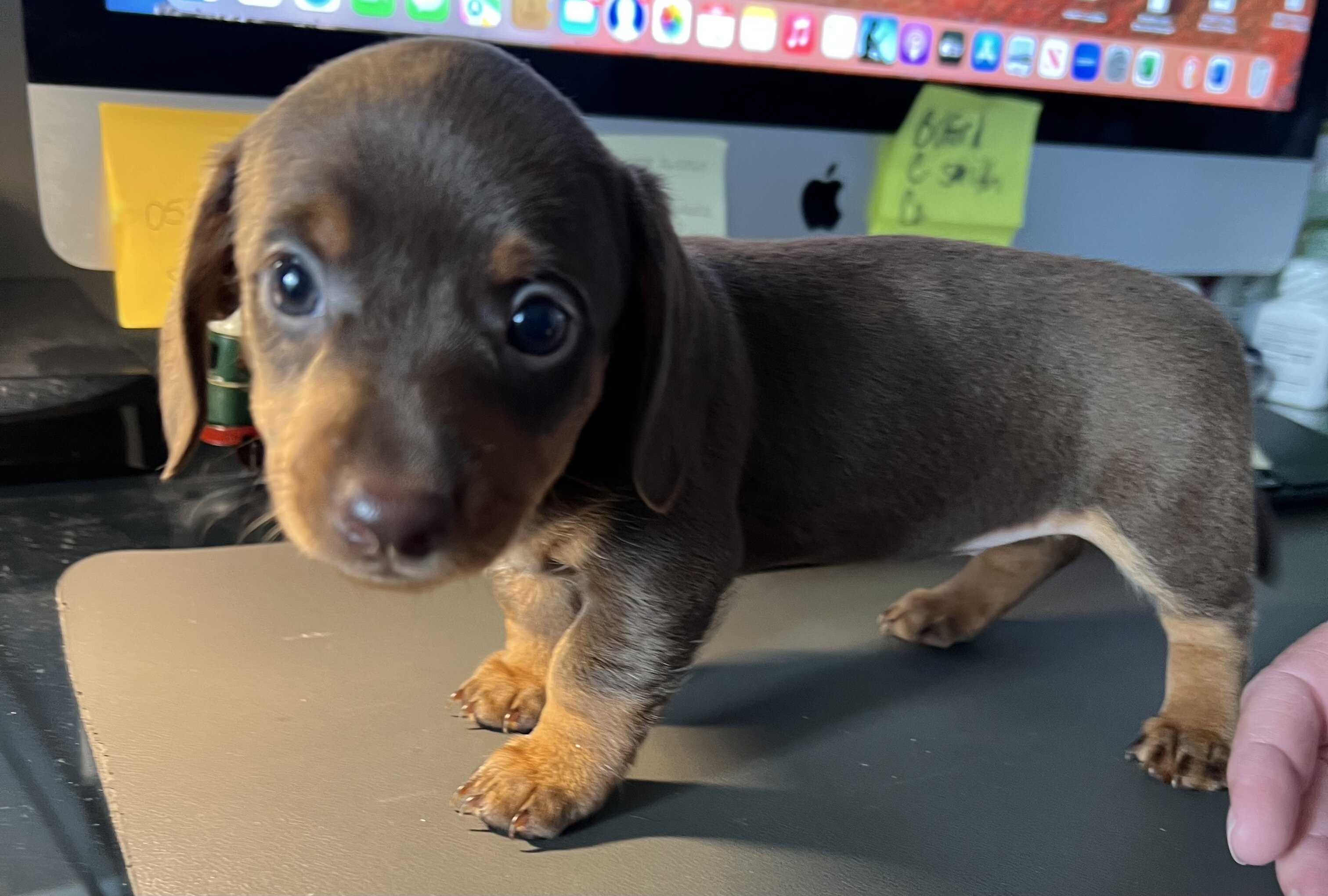 Dachshund Puppies image 7
