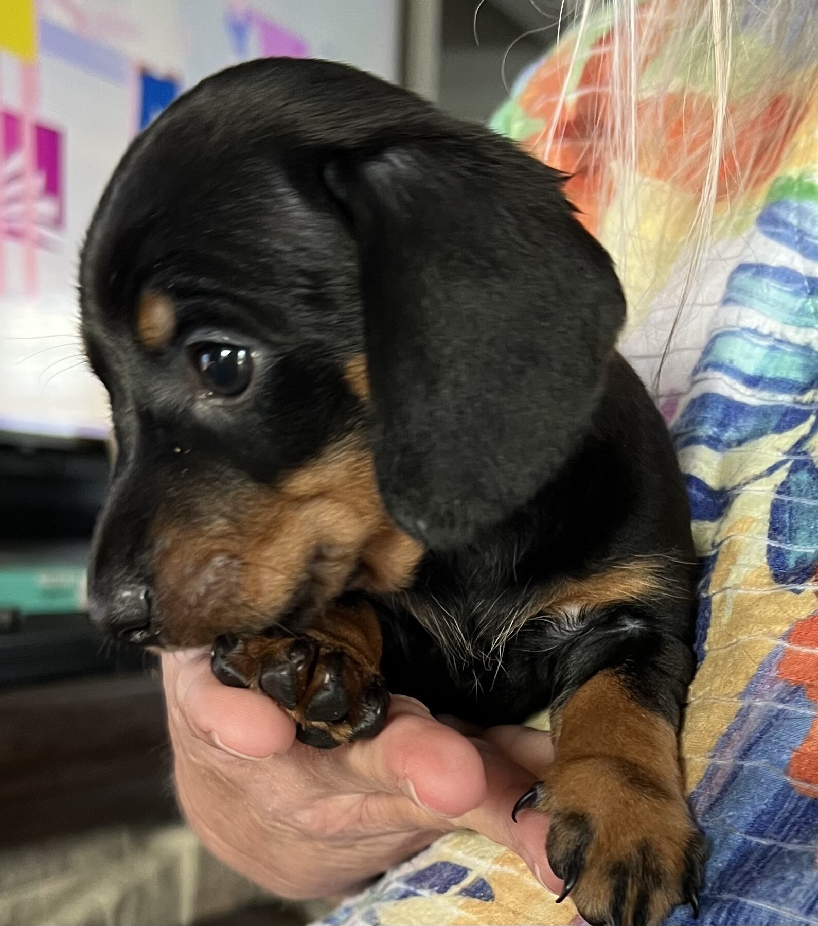 Dachshund Puppies image 2