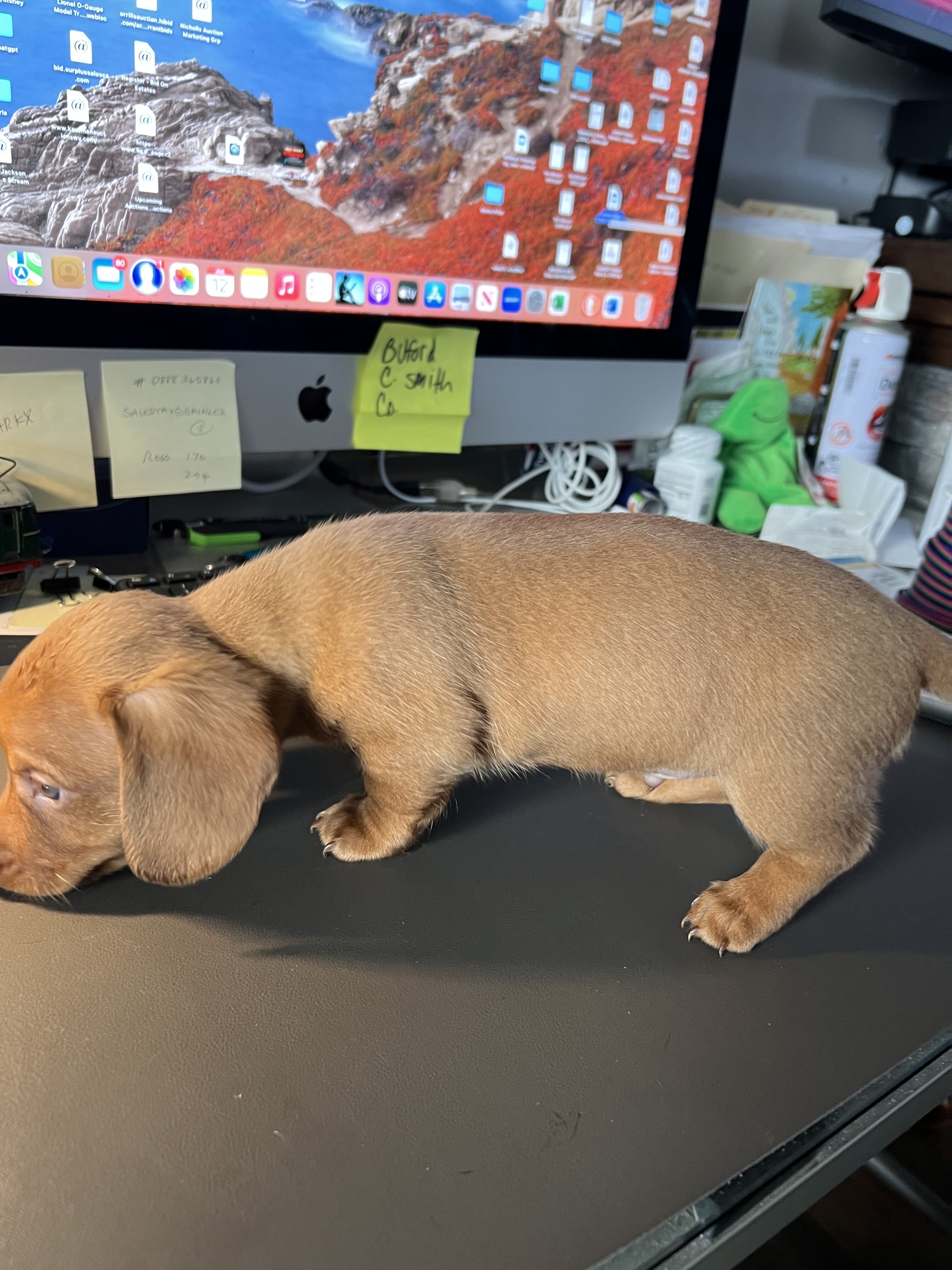 Dachshund Puppies image 3