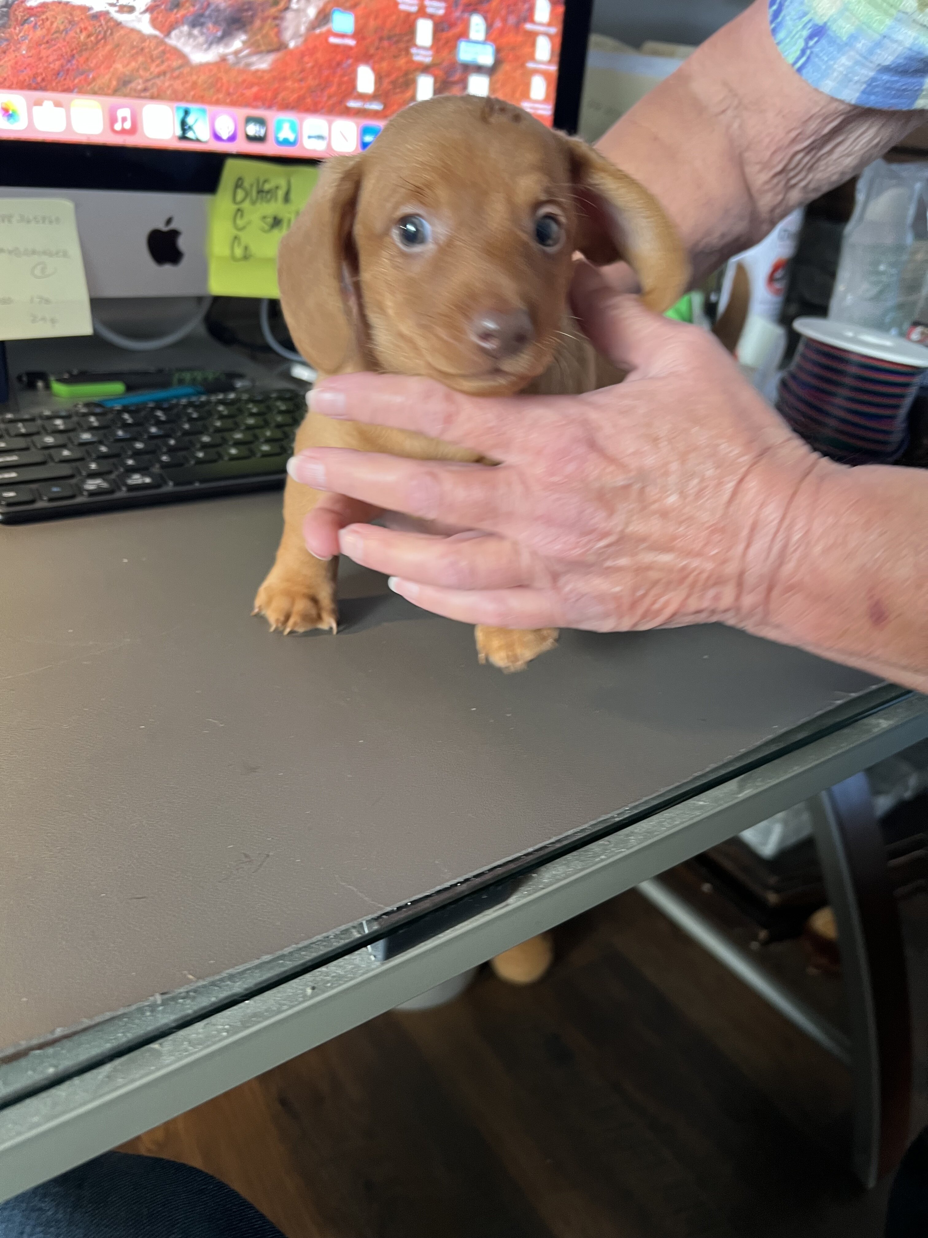 Dachshund Puppies image 4