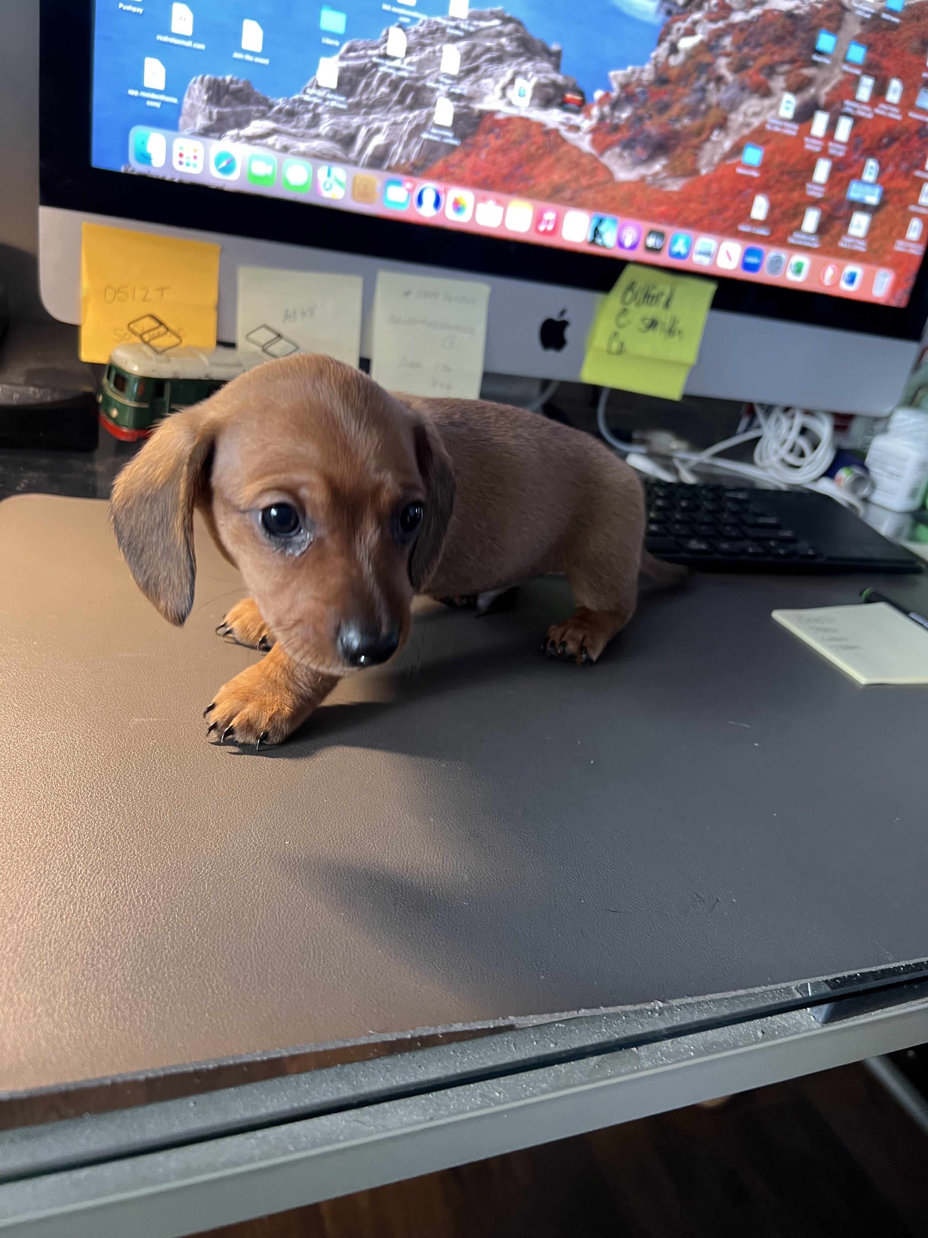 Dachshund Puppies image 6