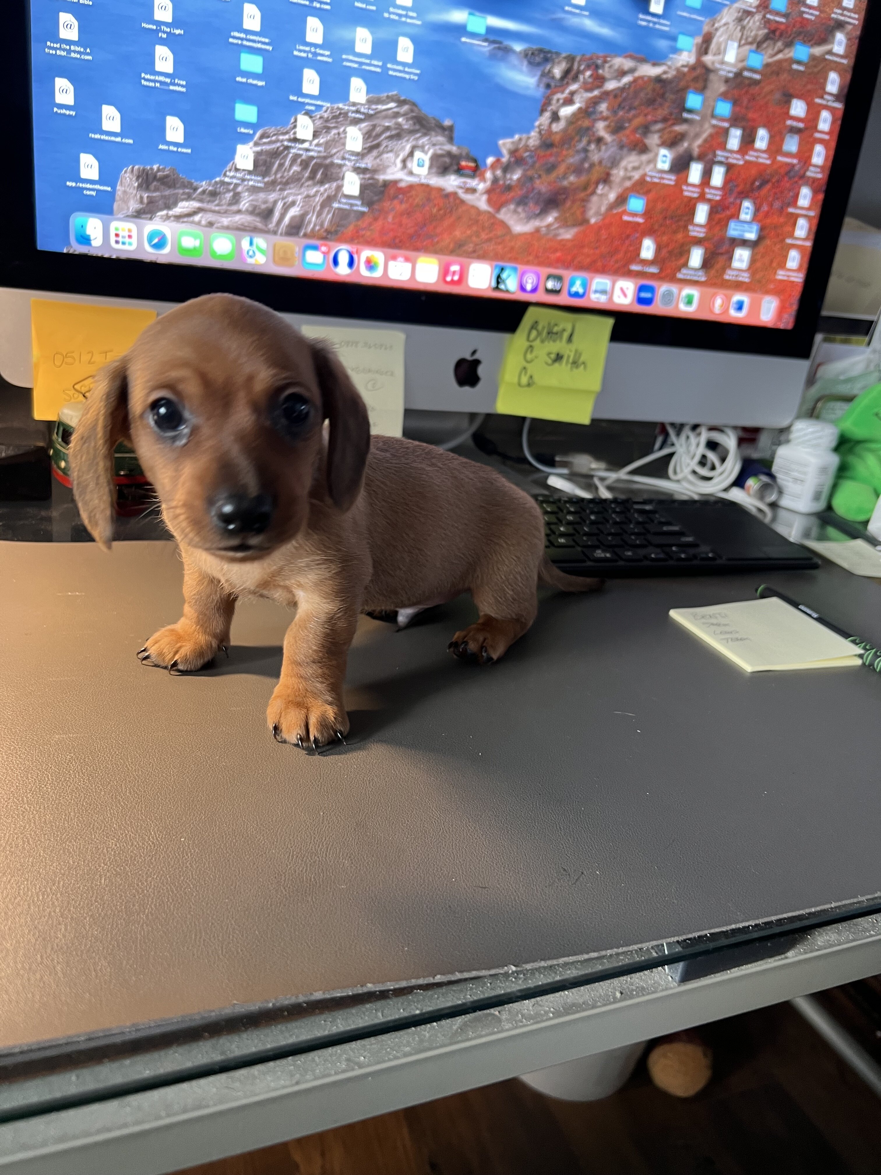 Dachshund Puppies image 5