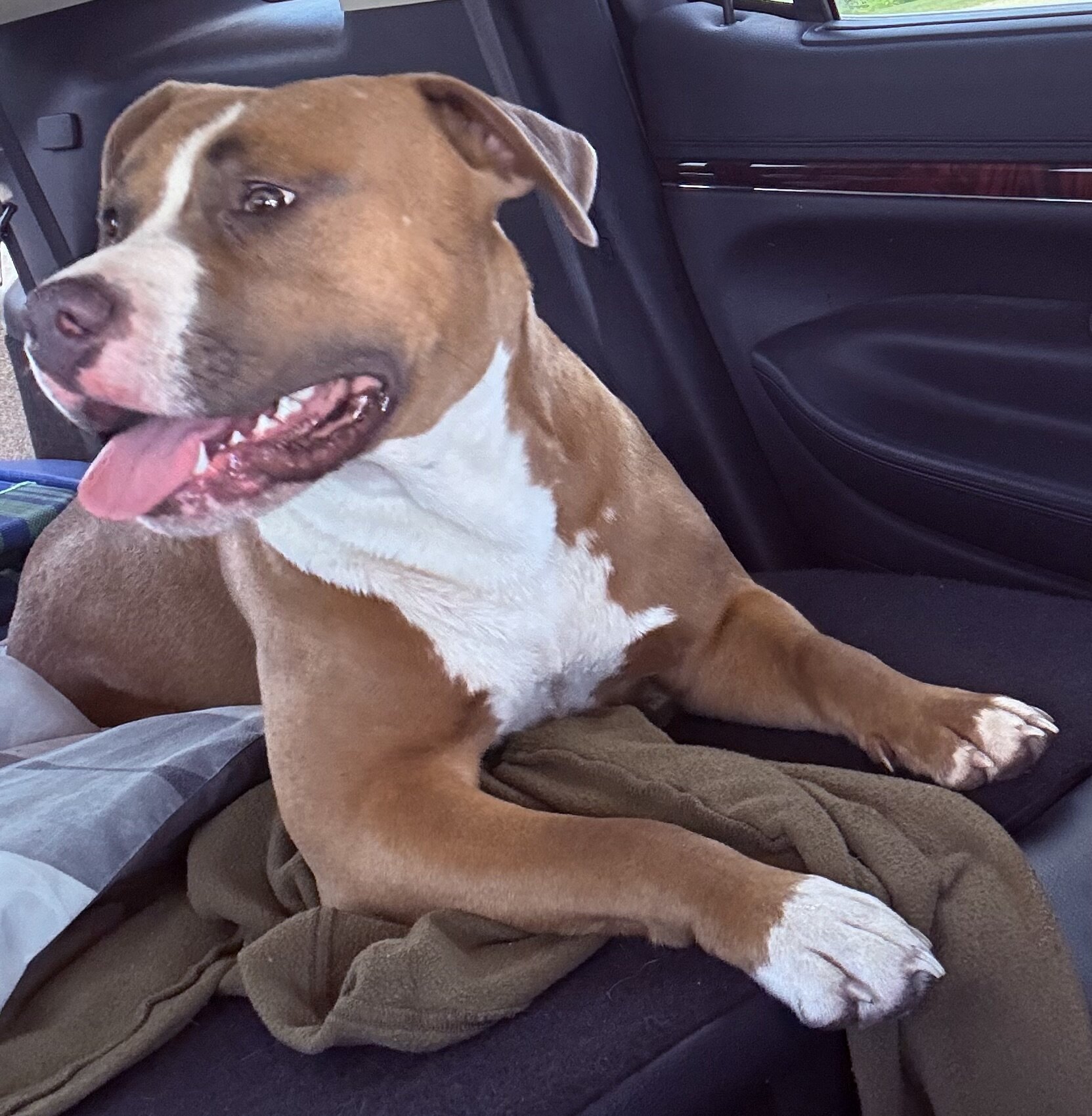 6 month old puppy image 1