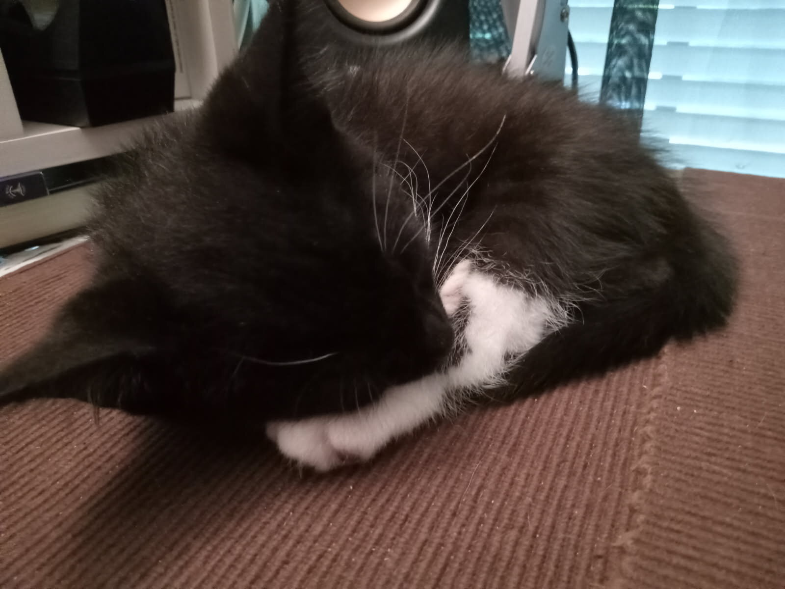 Georgie, rescue for rehoming, updated 10-10-26 image 6