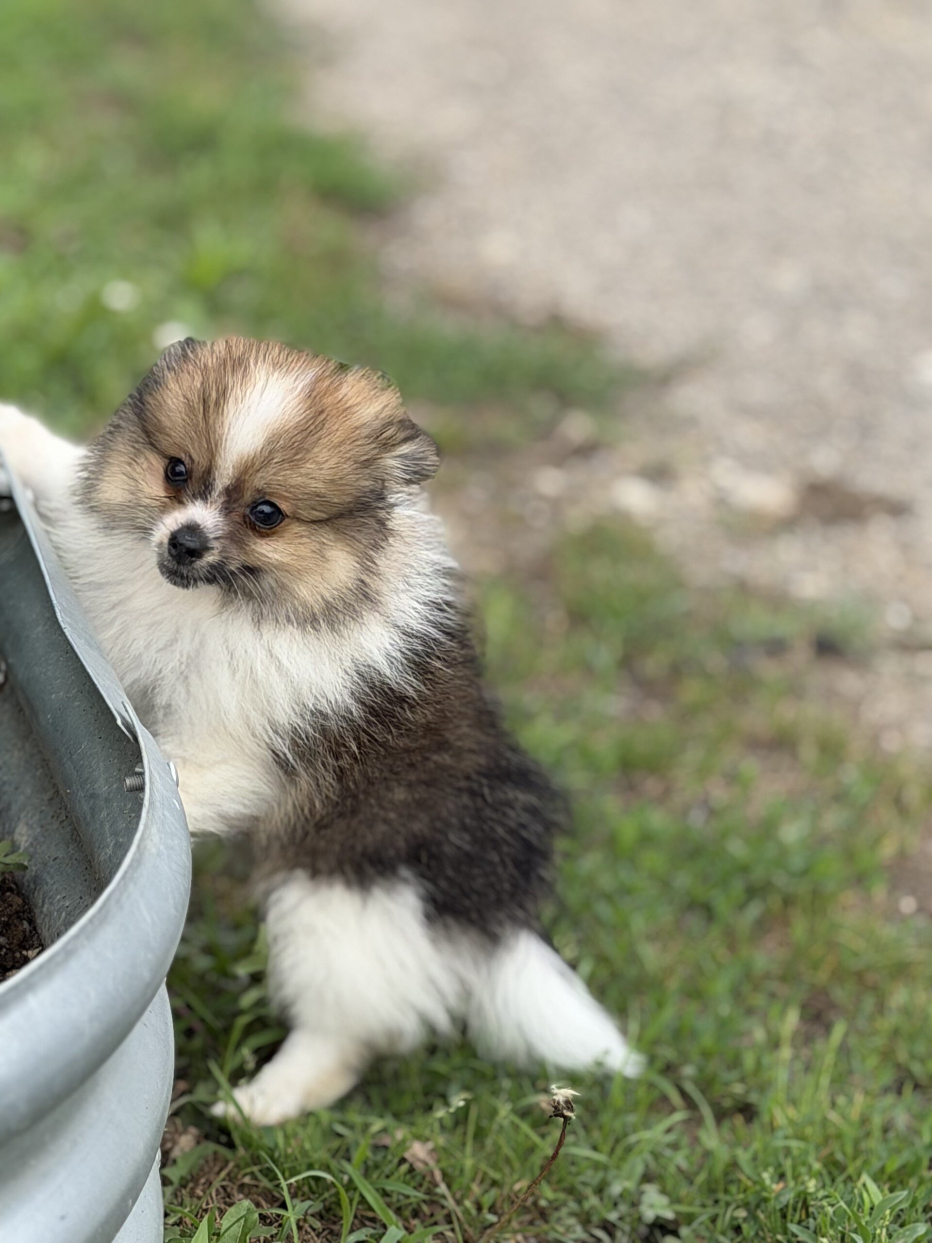 Troy Male Pomeranian image 3