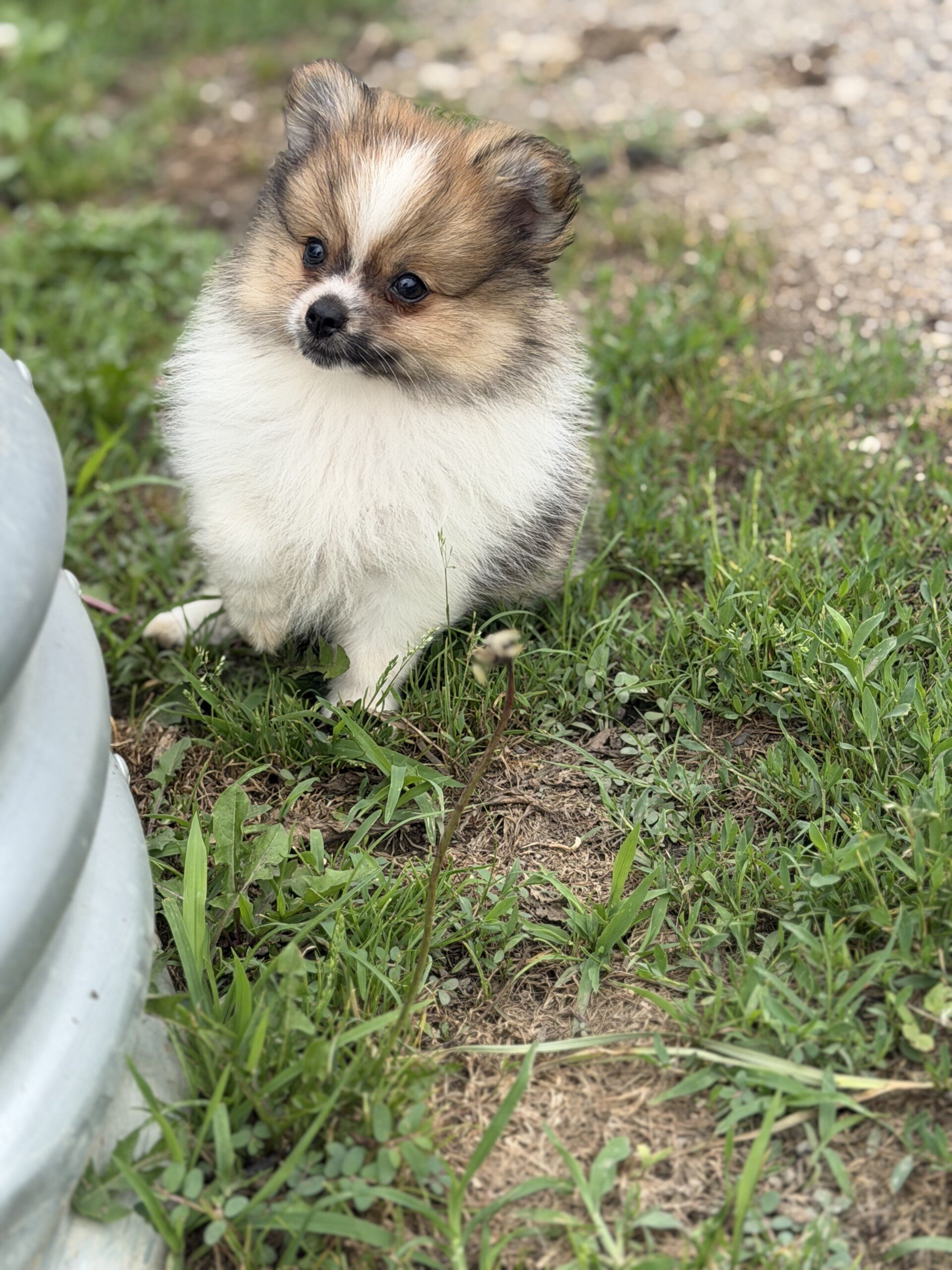 Troy Male Pomeranian image 2