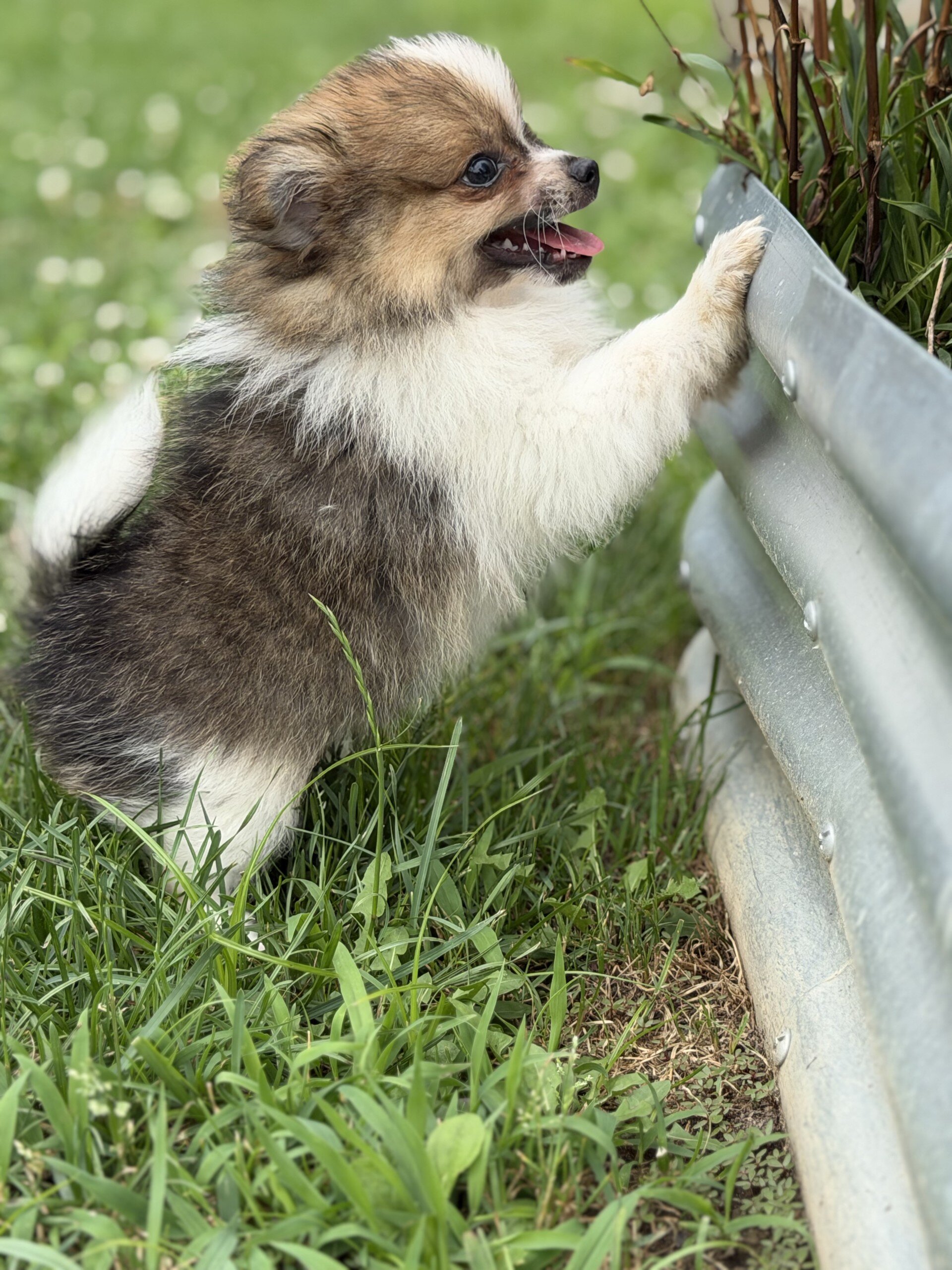 Troy Male Pomeranian image 4