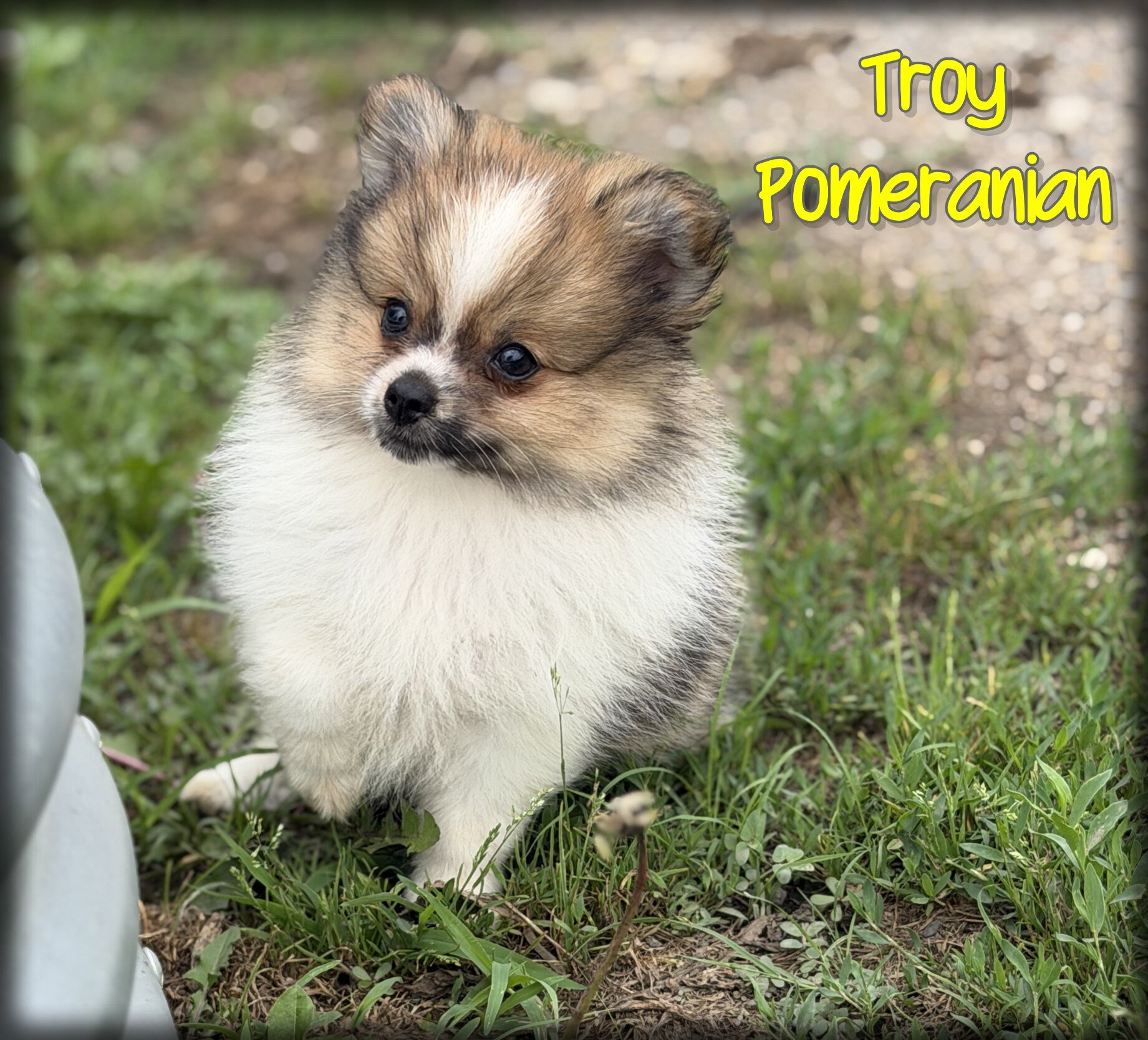 Troy Male Pomeranian image 1