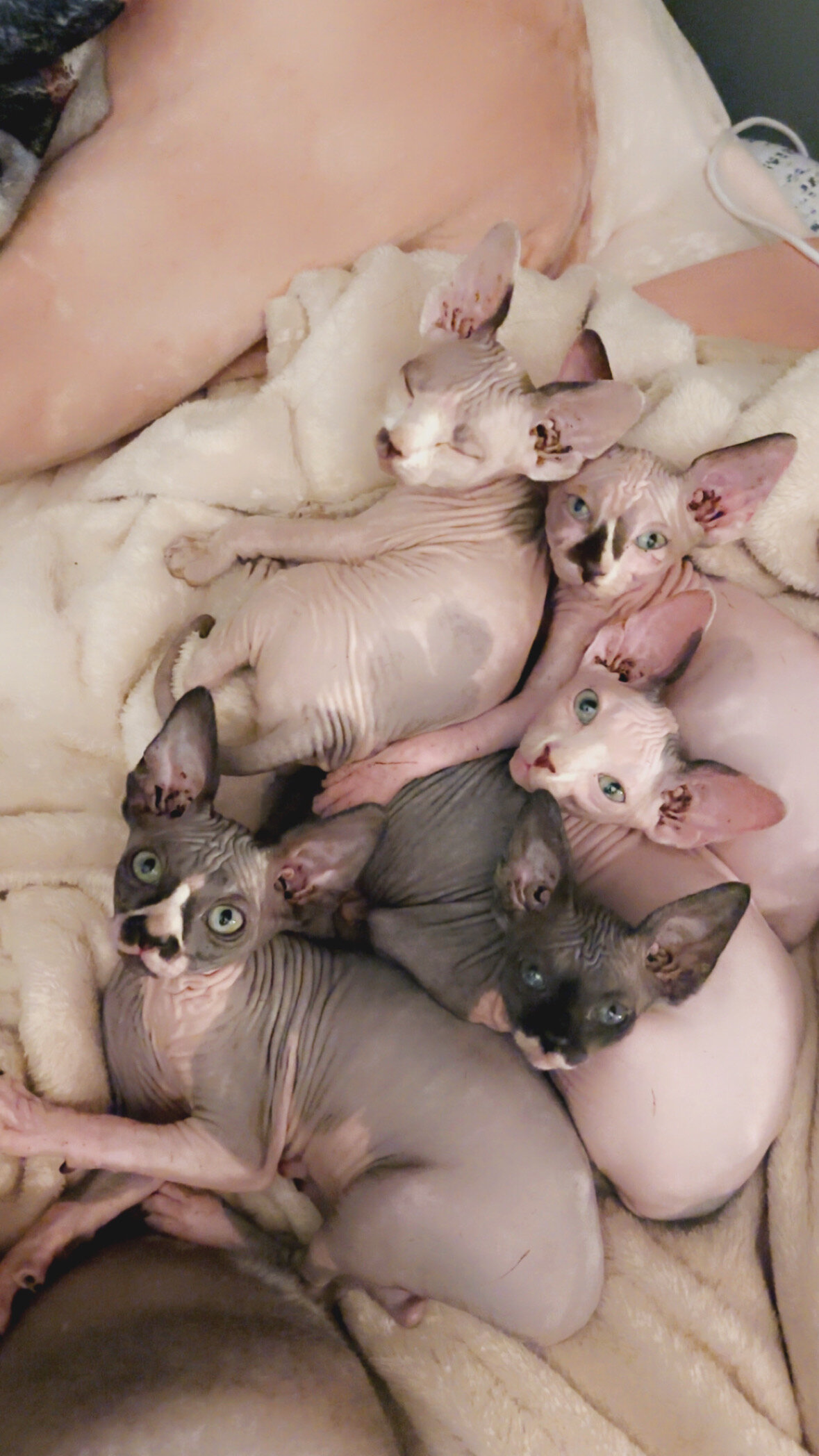 Sphynx Kittens image 3