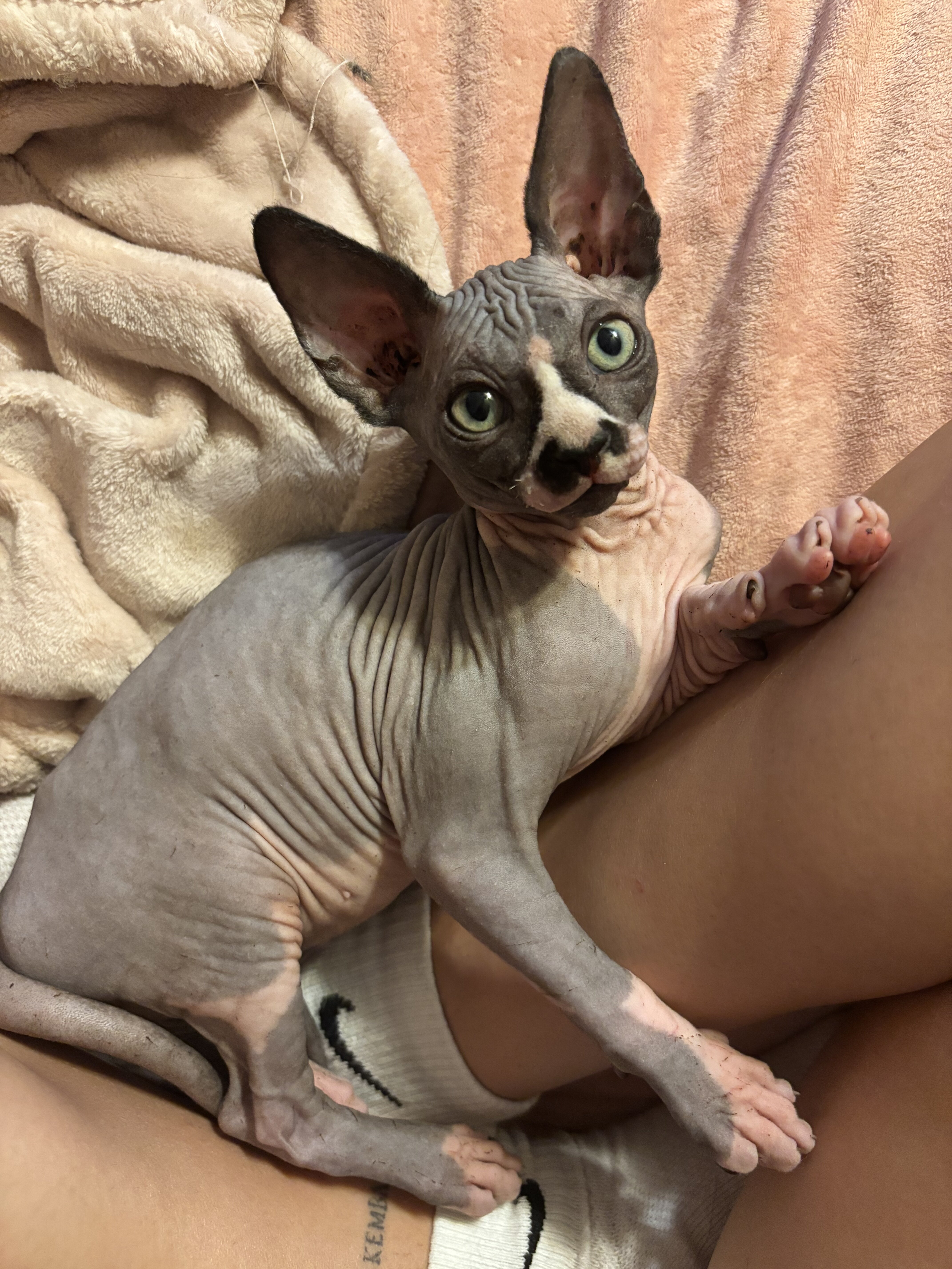 Sphynx Kittens image 5