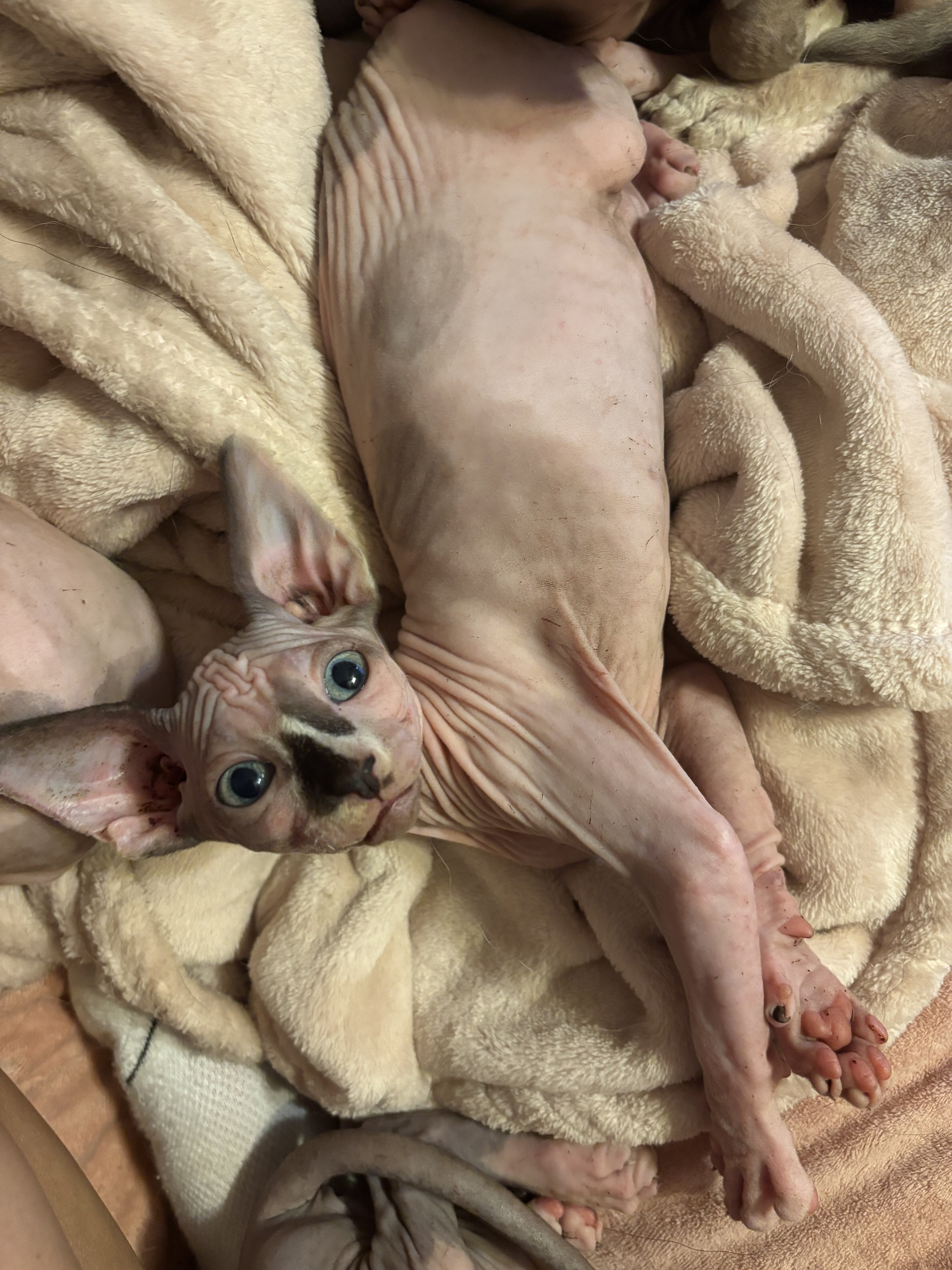 Sphynx Kittens image 4