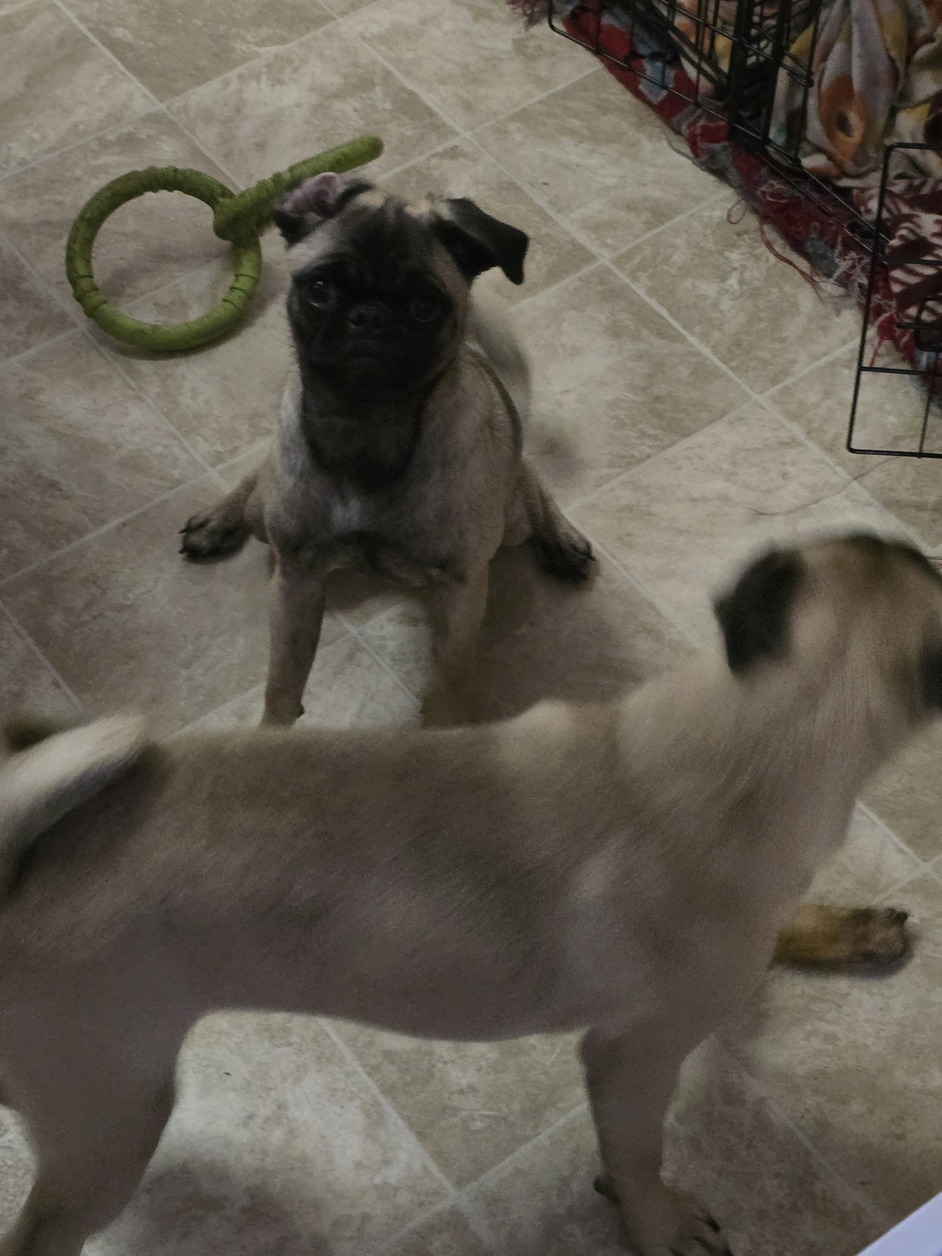 Pure bred female pug puppy image 7