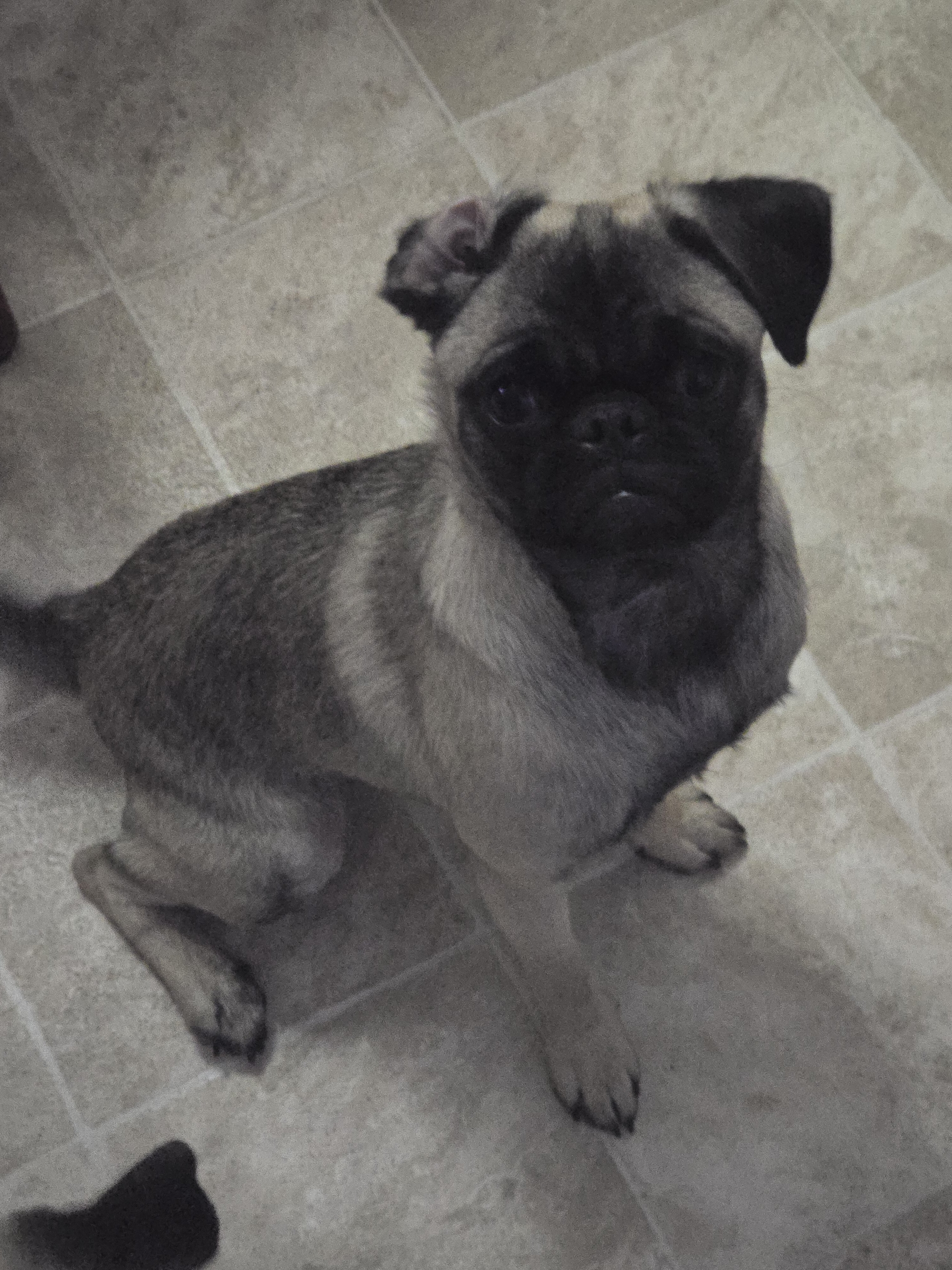 Pure bred female pug puppy image 8