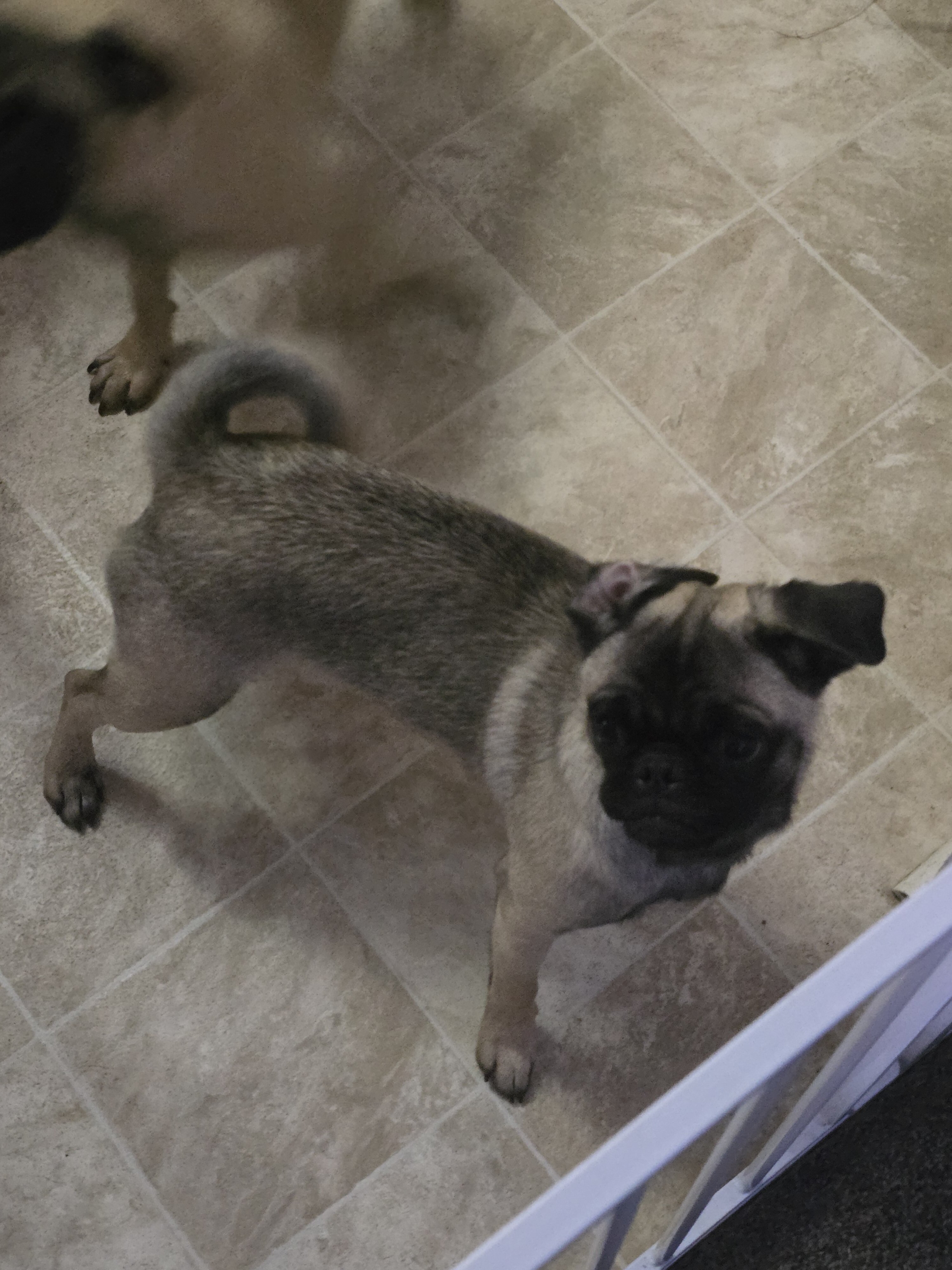 Pure bred female pug puppy image 6