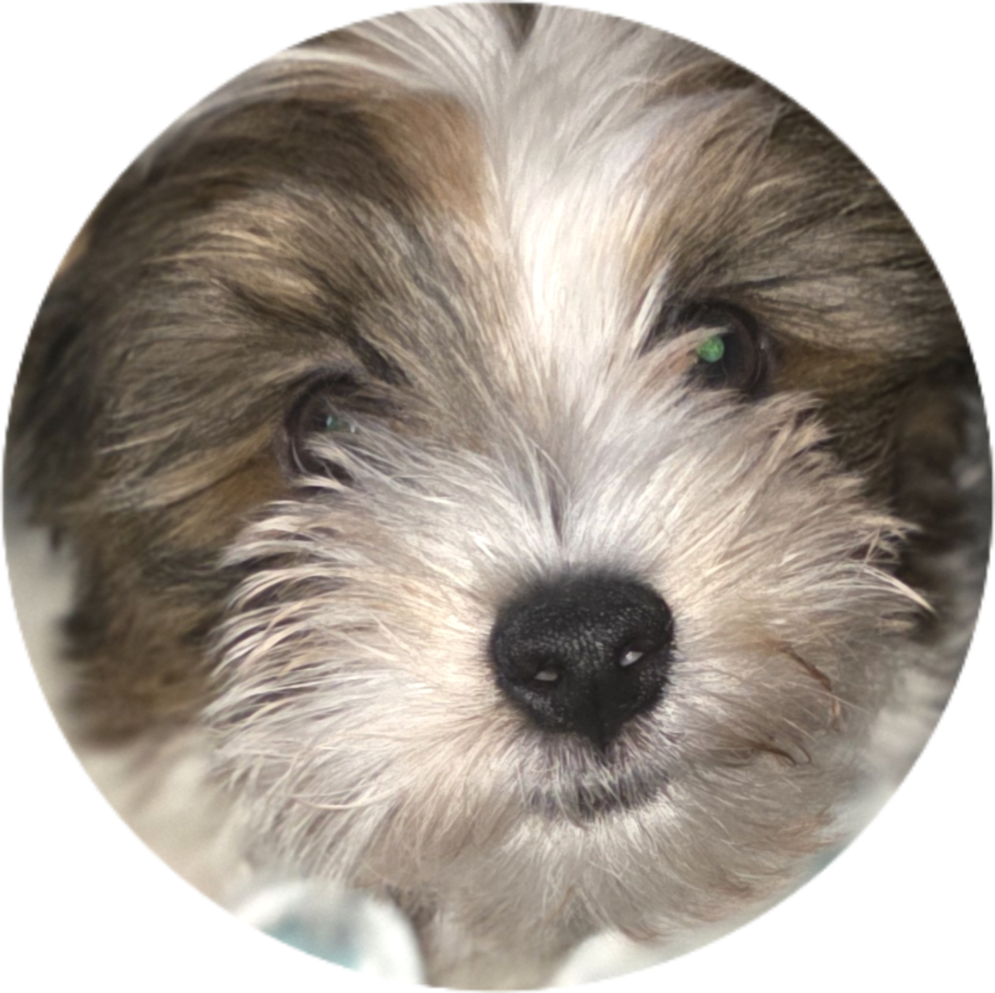 1 Delightful Male Party Yorkshire-terrier image 1
