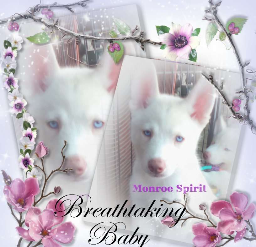 Louisiana Husky puppy - "Monroe Spirit"(Female) image 1