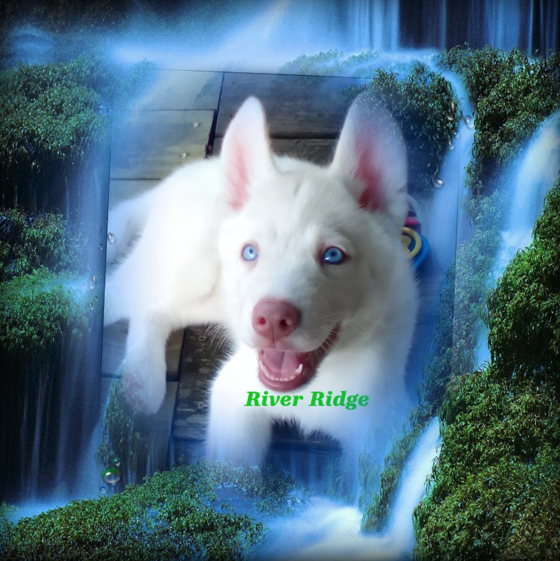 Louisiana Husky puppy -   "River Ridge" (Male) image 1