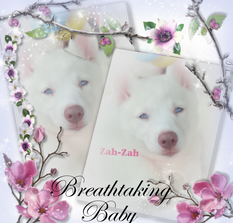 Louisiana Siberian Husky Puppy - "Zah-Zah"(Female) image 1