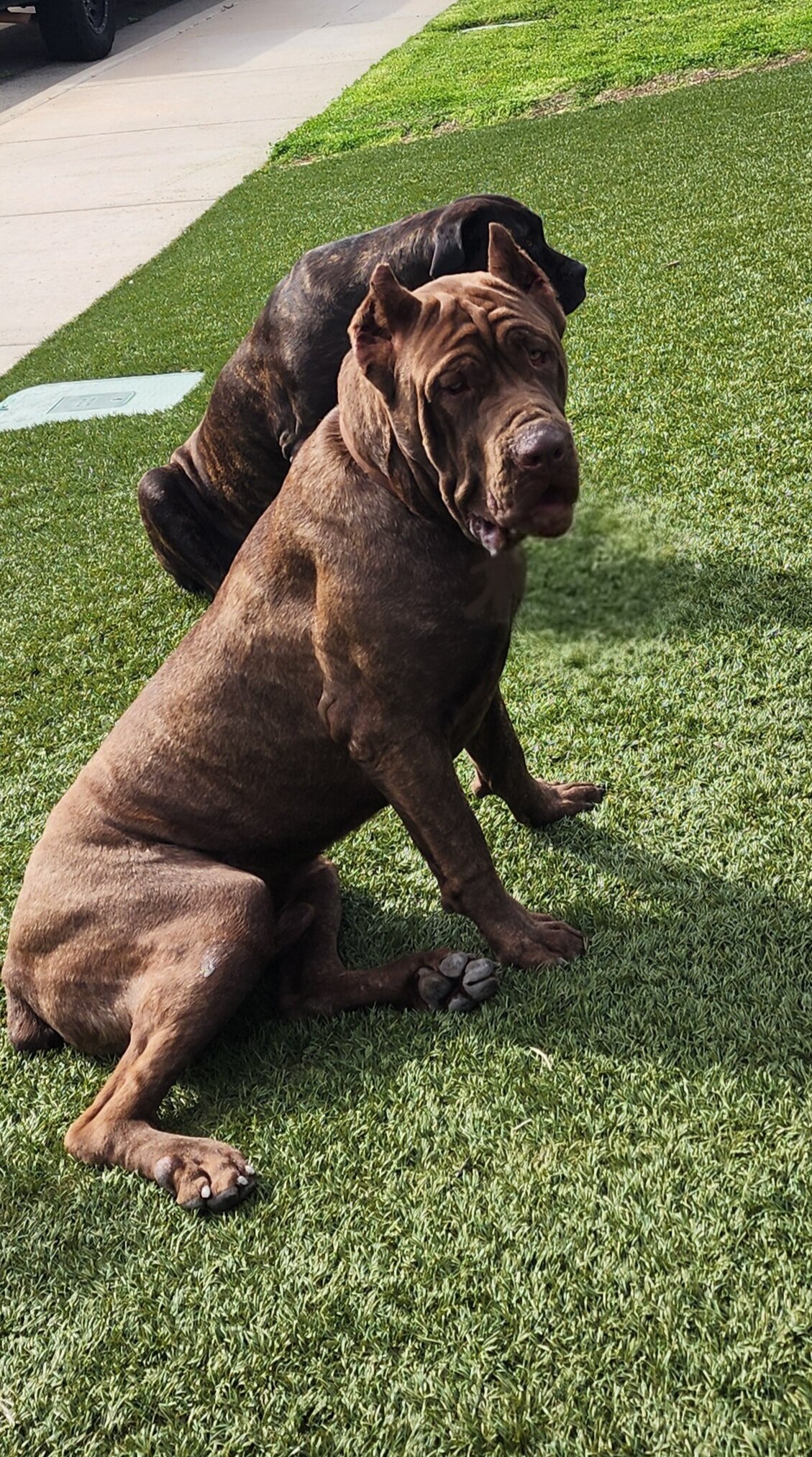 Cane Corso Puppy image 4
