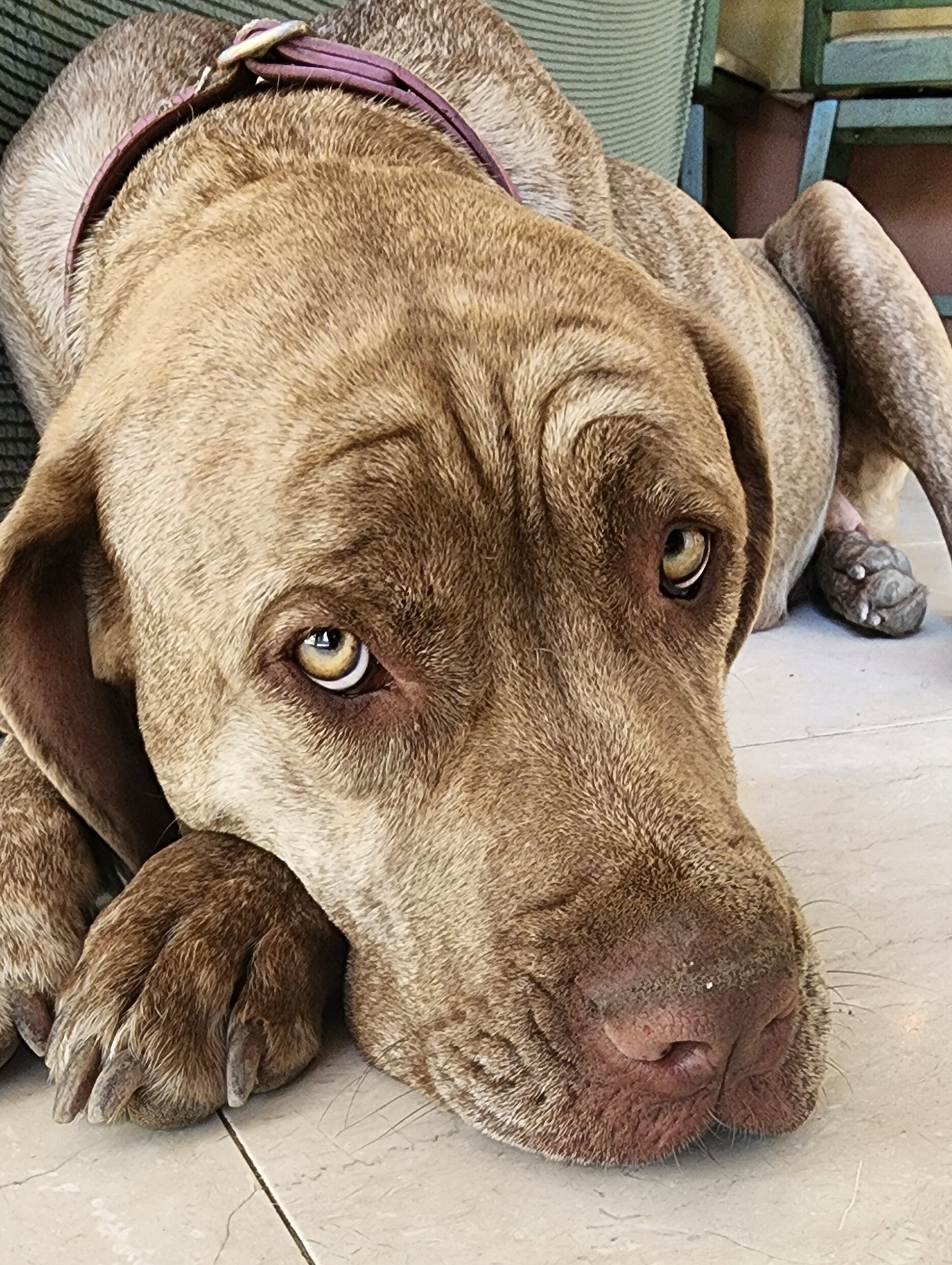 Cane Corso Puppy image 5