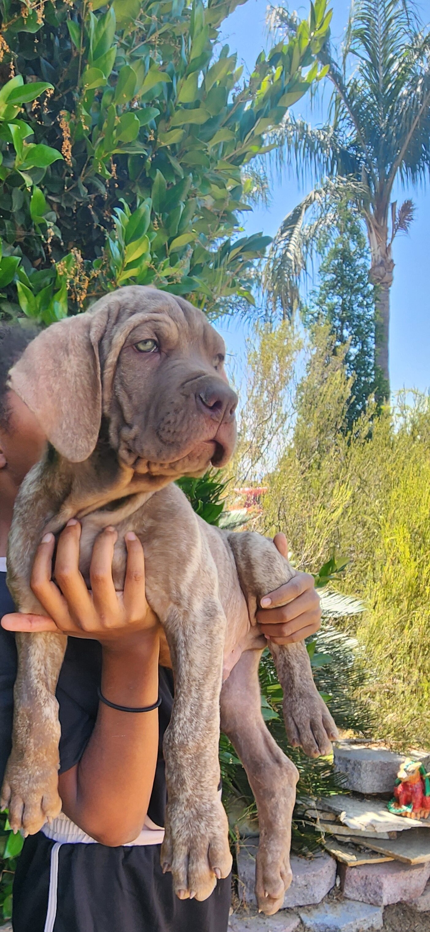 Cane Corso Puppy image 2