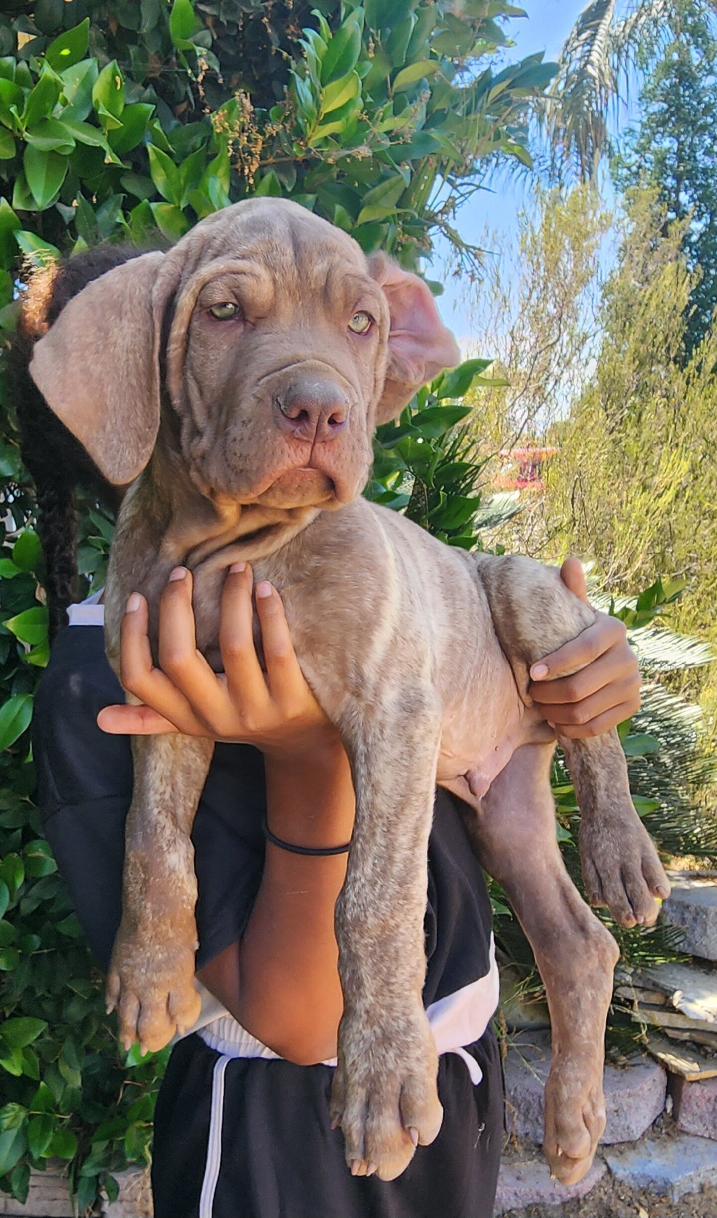 Cane Corso Puppy image 1