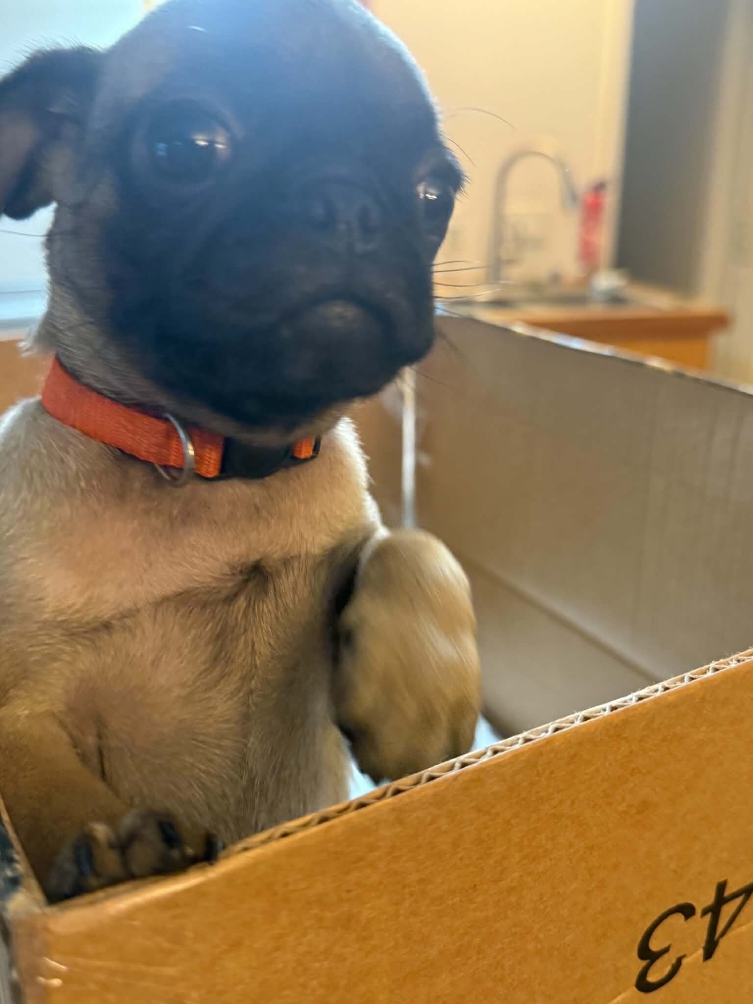 CKC Pug Puppies image 4
