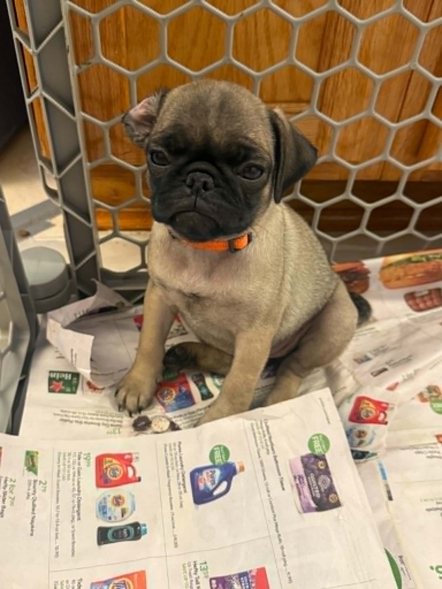 CKC Pug Puppies image 3