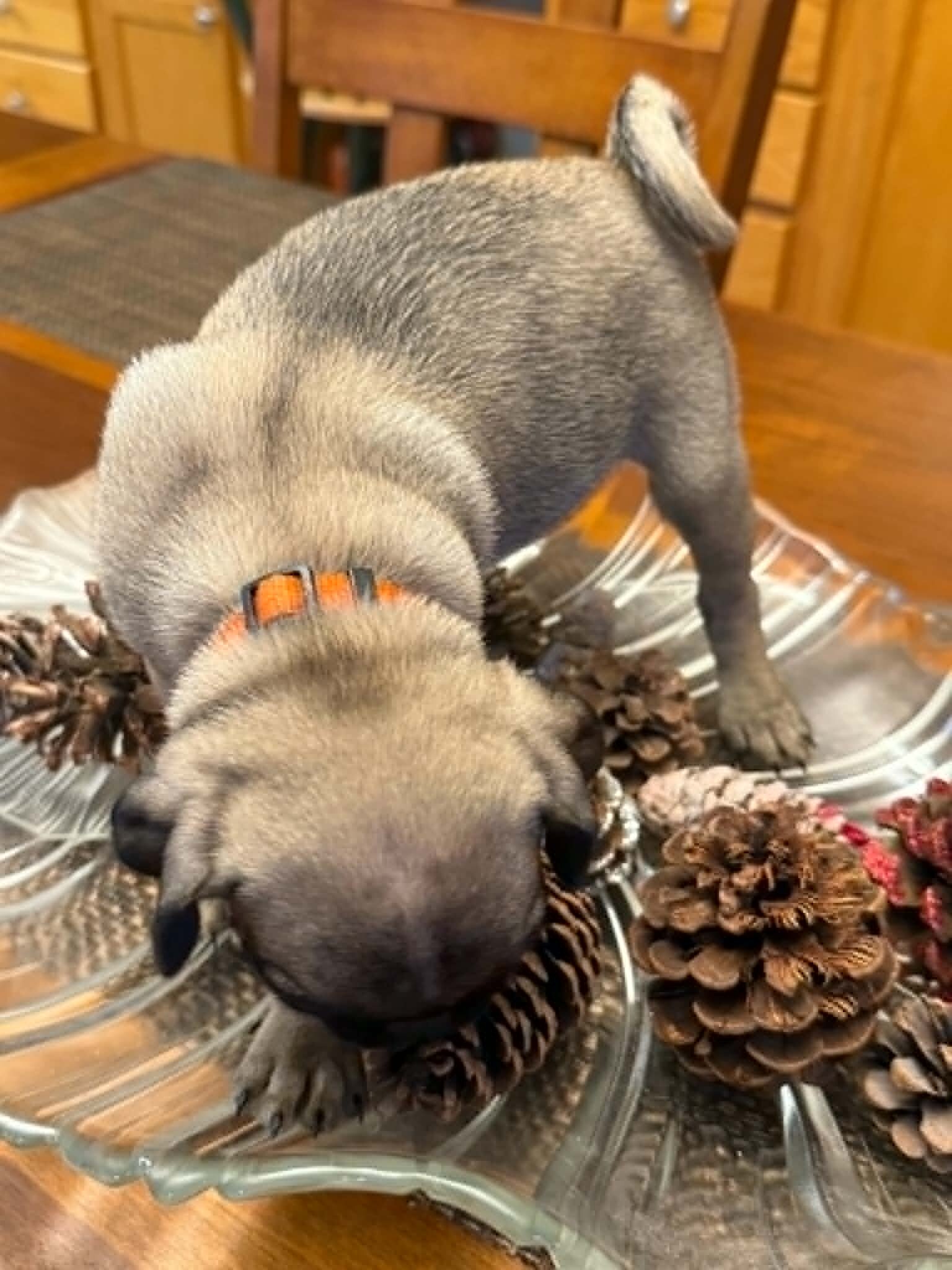 CKC Pug Puppies image 8