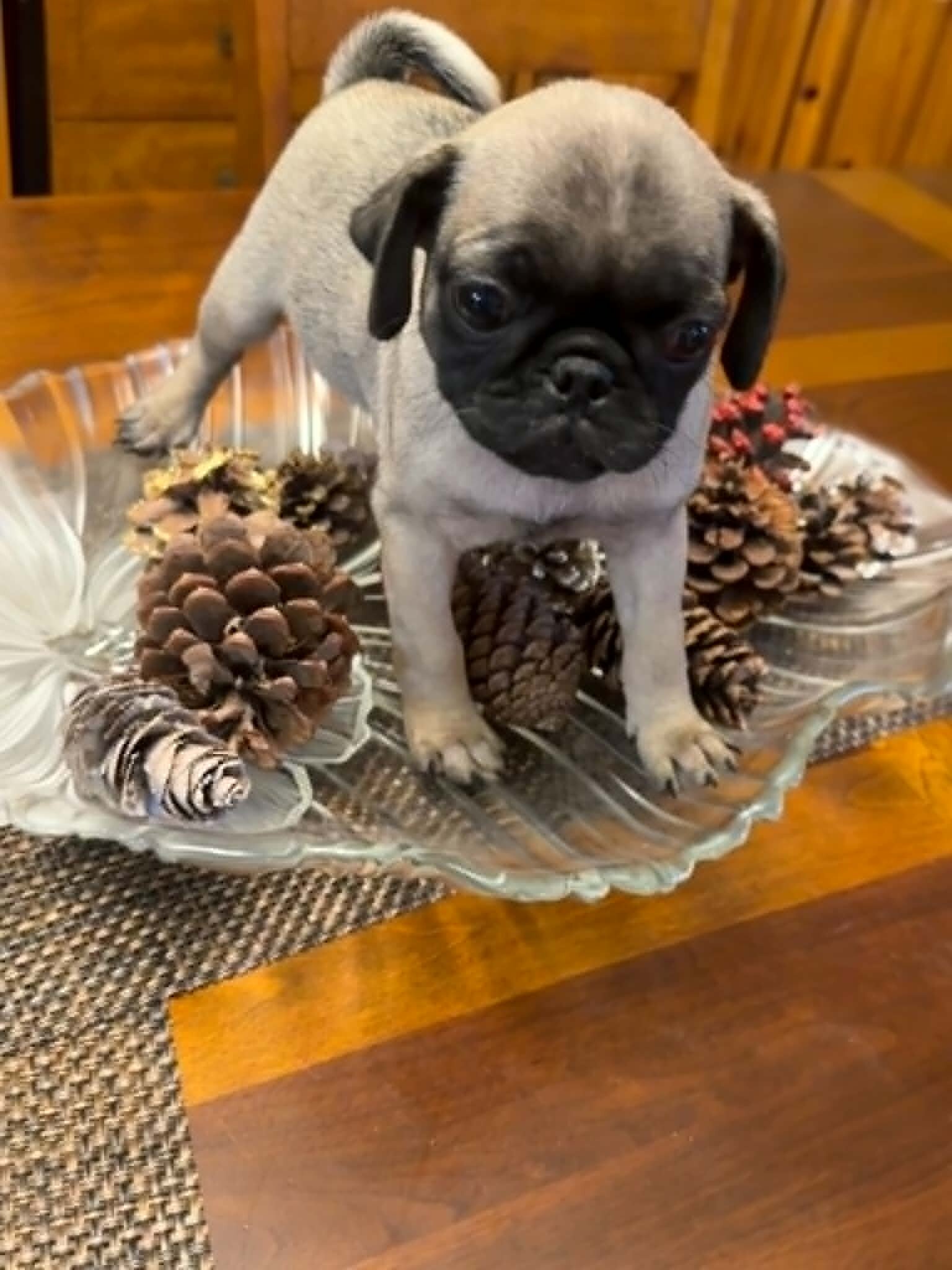 CKC Pug Puppies image 7
