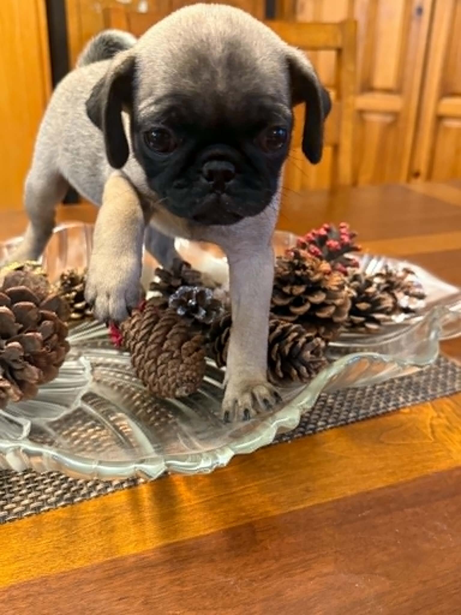 CKC Pug Puppies image 6
