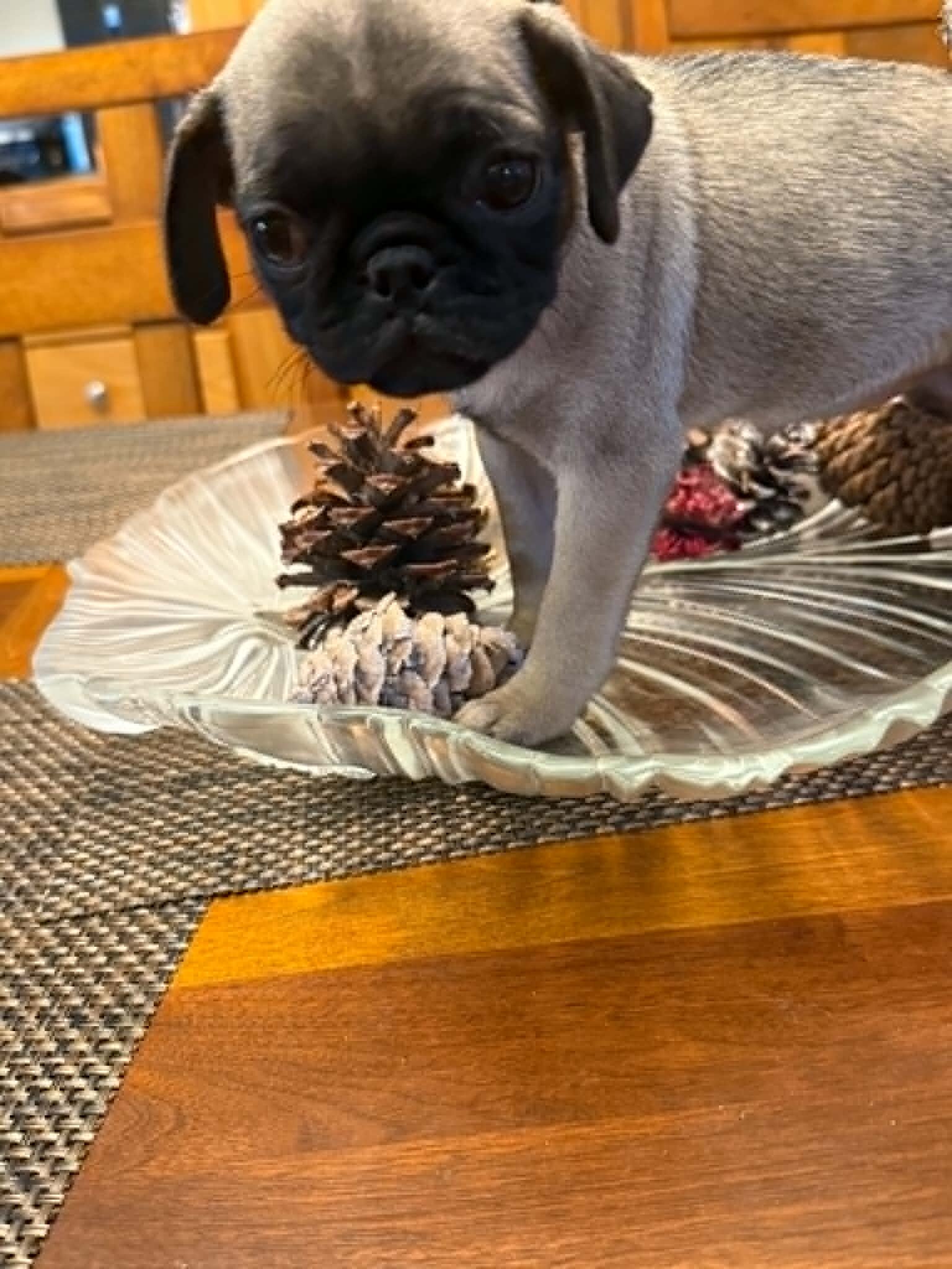 CKC Pug Puppies image 5